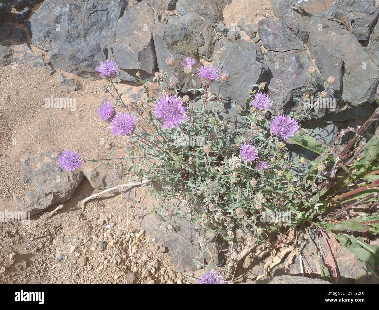 Menthe de coyote de montagne (Monardella odoratissima) Banque D'Images