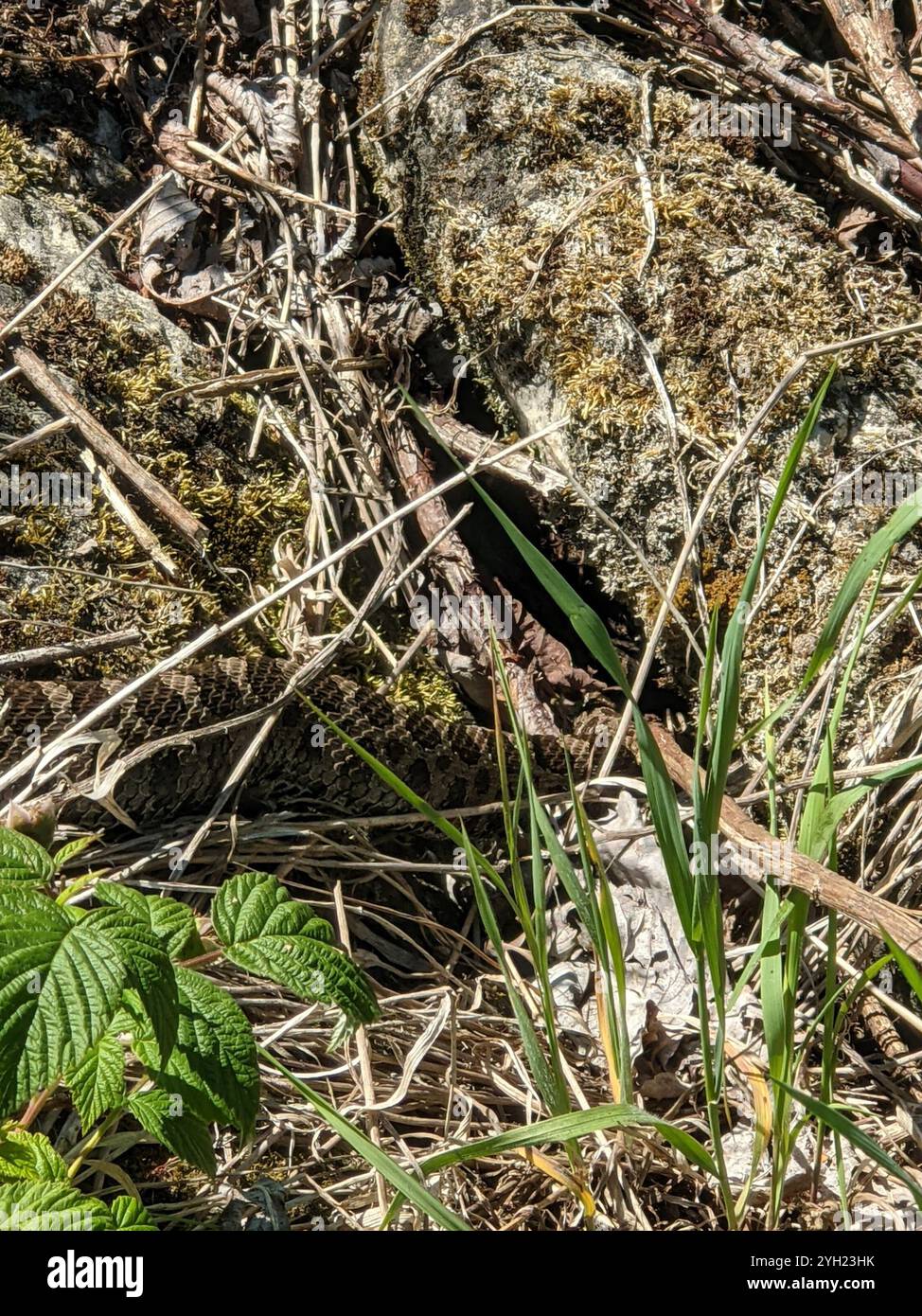 Massasauga (Sistrurus catenatus) Banque D'Images