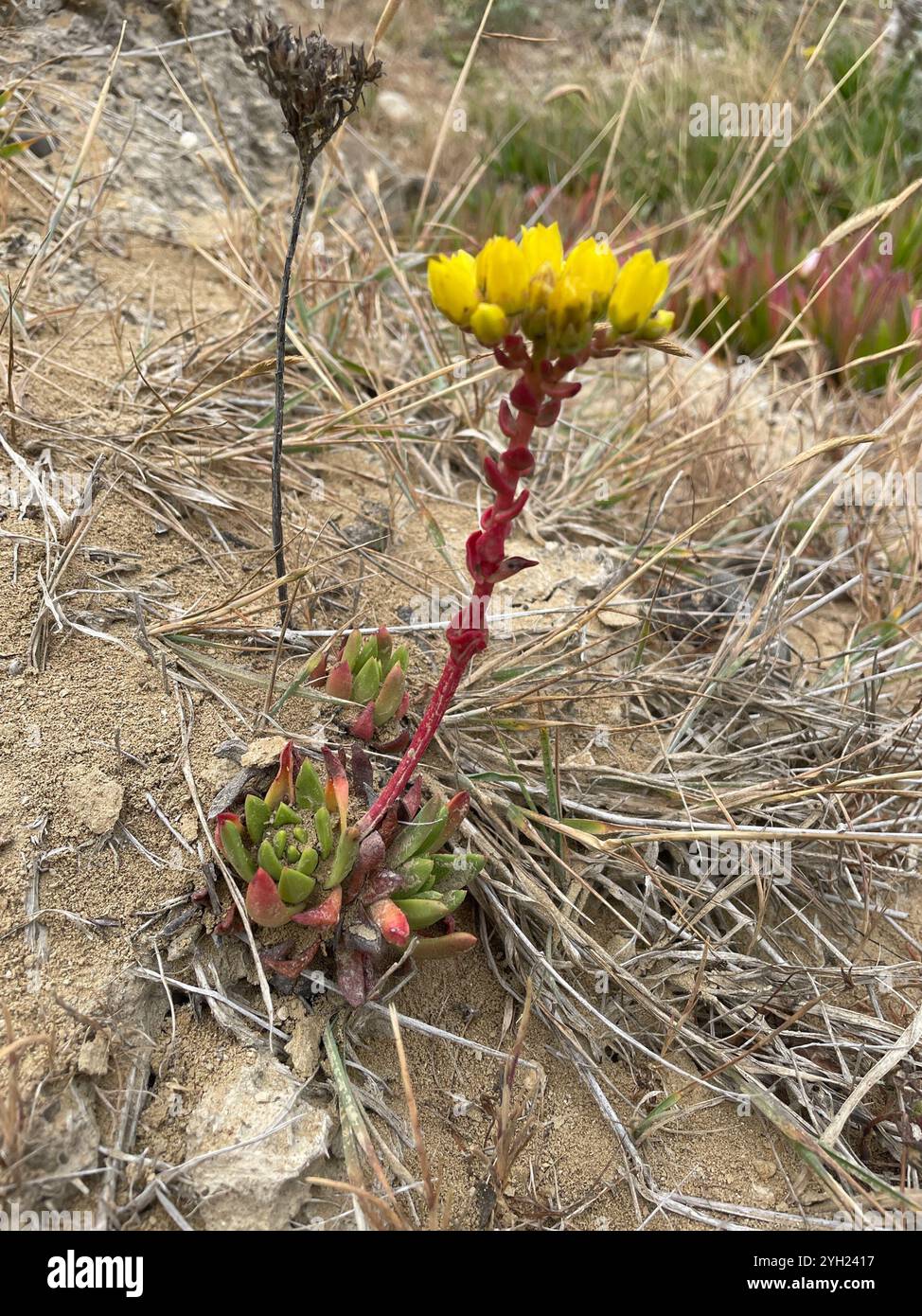 Côte Dudleya (Dudleya caespitosa) Banque D'Images