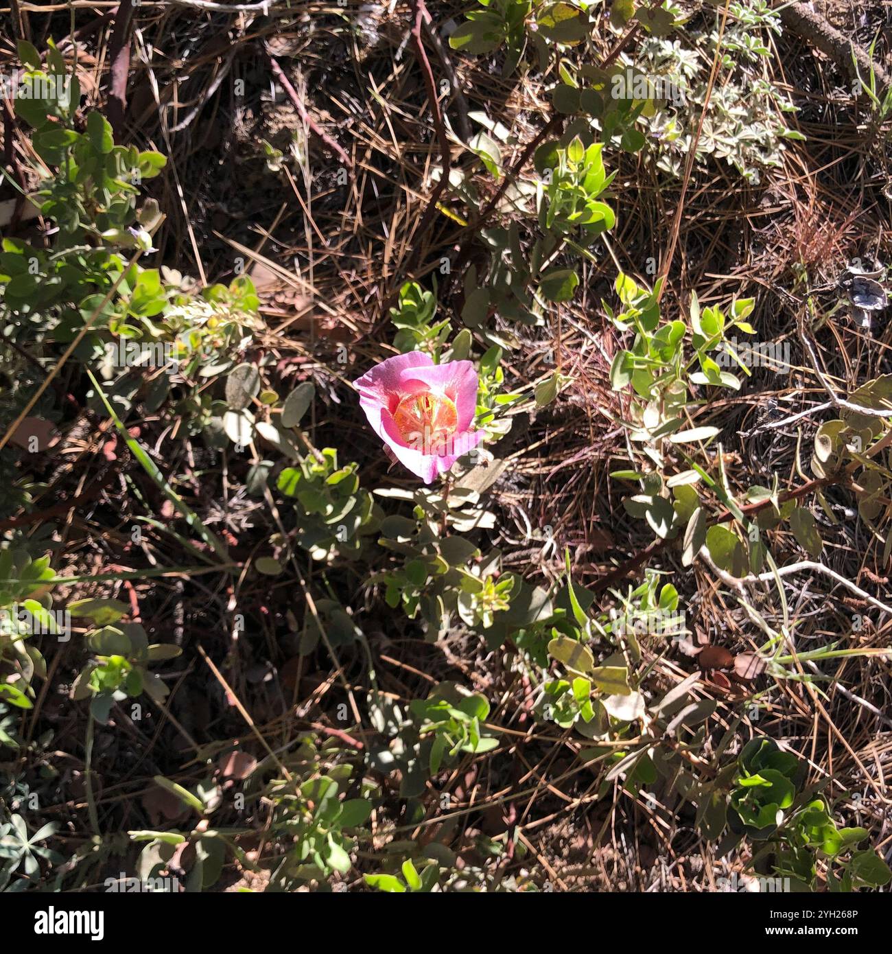 Mariposa (Calochortus venustus) Banque D'Images