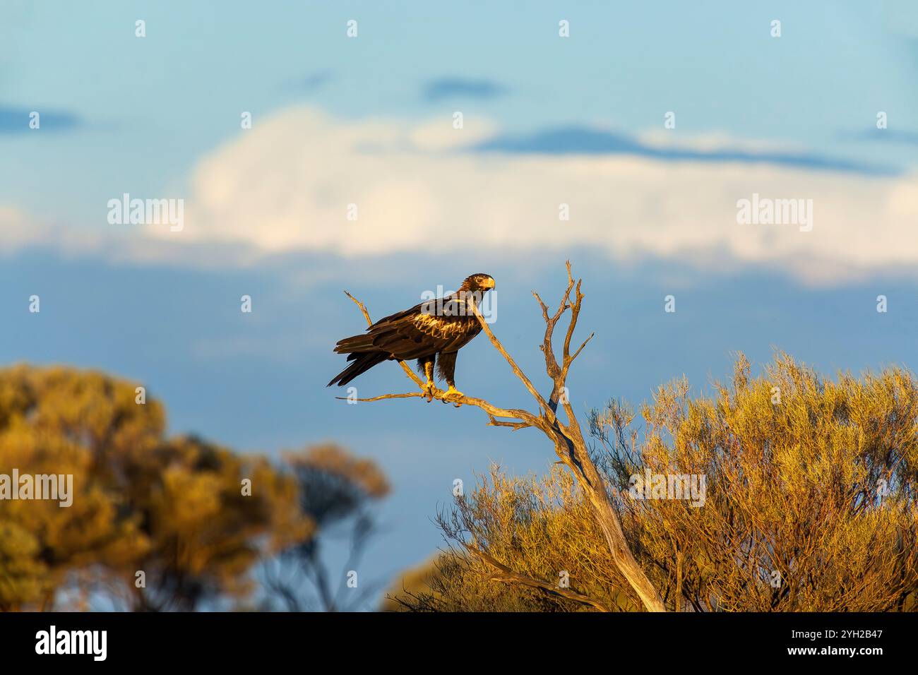 Aigle à queue cunéiforme (Aquila audax) désert du Grand Victoria, Australie occidentale. Banque D'Images