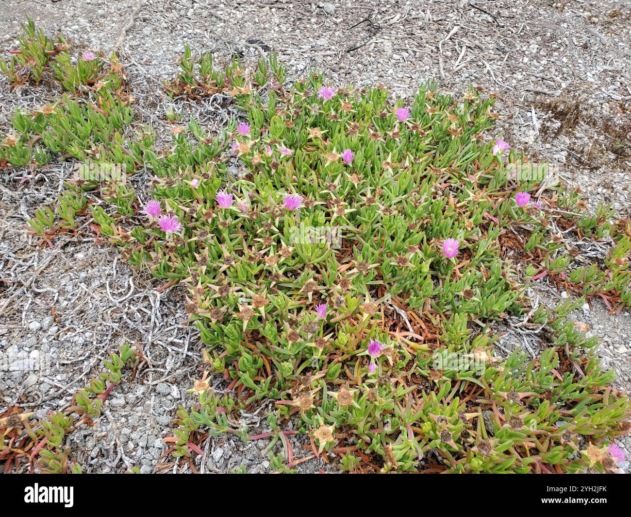 Figue chilienne (Carpobrotus chilensis) Banque D'Images