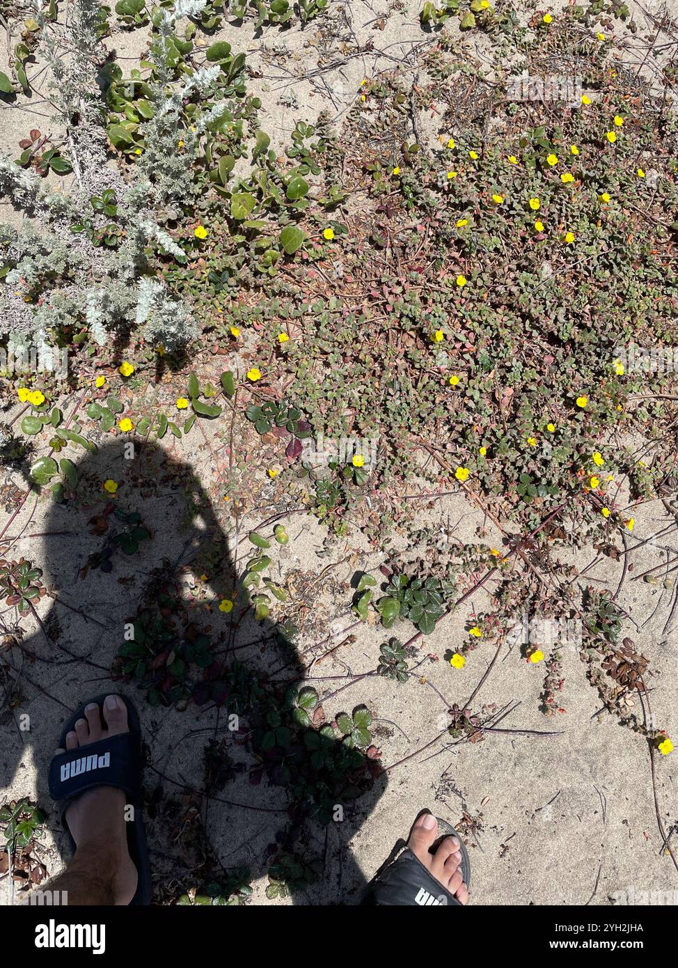 Coupe de soleil de plage (Camissoniopsis cheiranthifolia) Banque D'Images