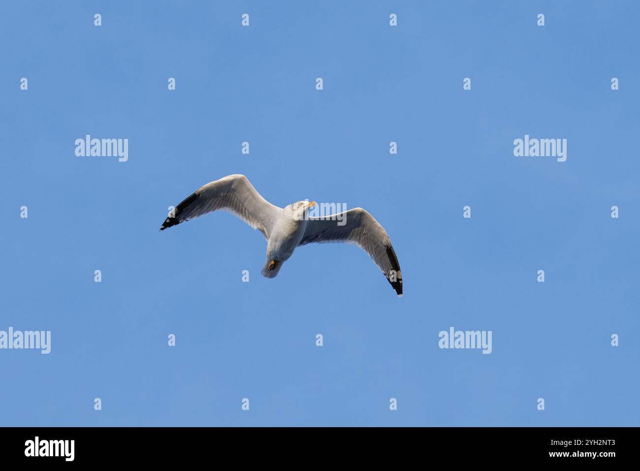 Goéland à pattes jaunes ou Goéland argenté (Larus michahellis). Une mouette volant avec le ciel bleu. Banque D'Images