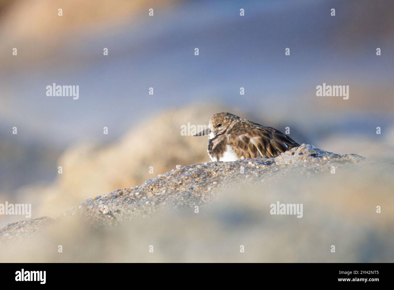 Tourterelle de mer (Arenaria interpres). Une colombe tortue reposant parmi les rochers sur une plage. Banque D'Images