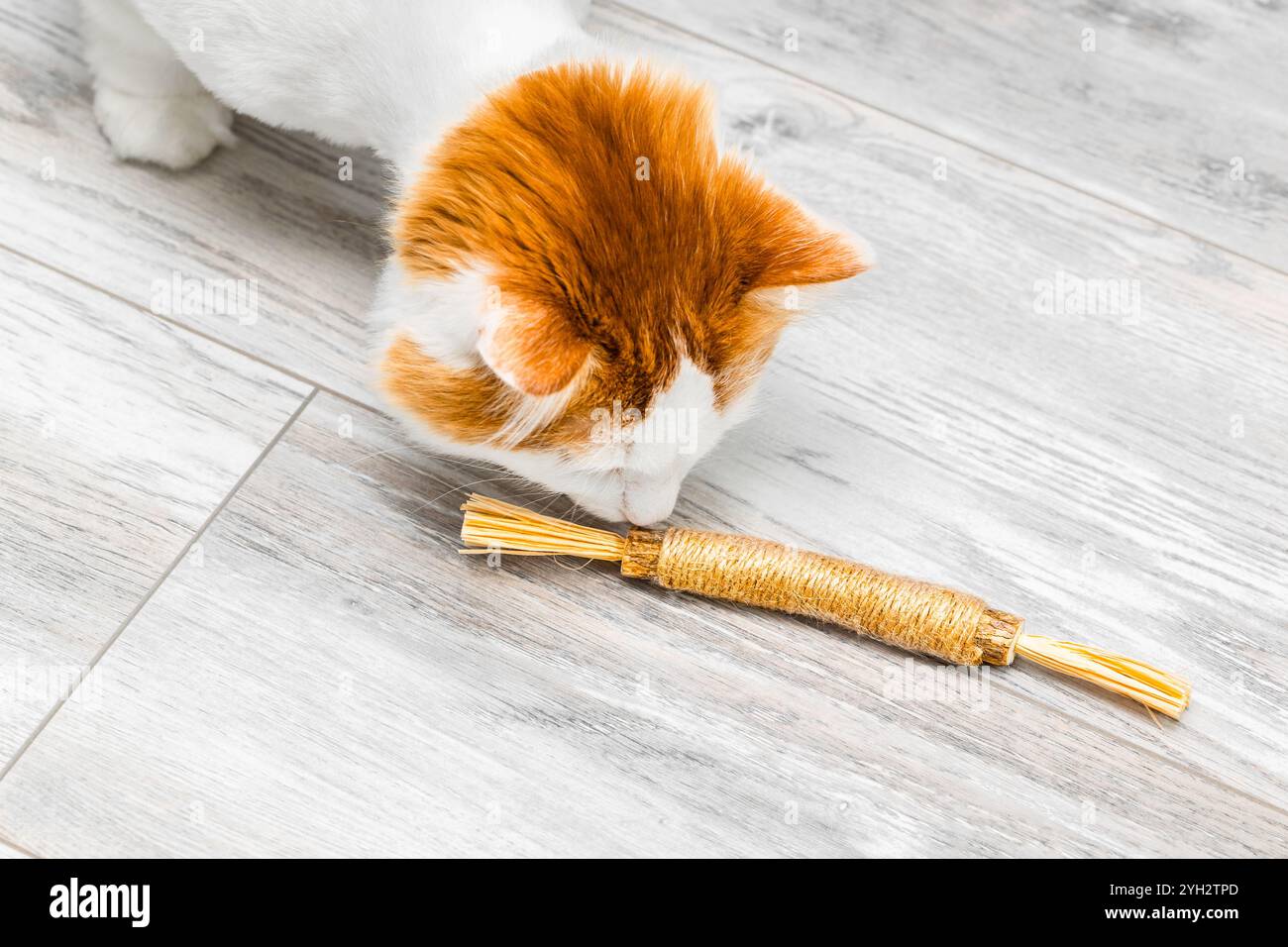 chat domestique jouant avec bâton de matatabi, gros plan. jouet nettoyant les dents de chat. jouet naturel pour chat. bâton de fibres de jute Banque D'Images