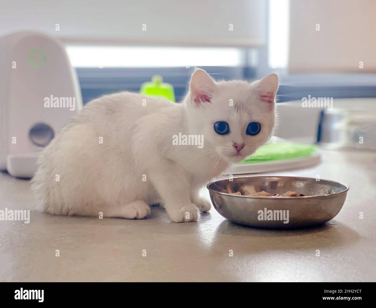 Chaton blanc relaxant dans une maison australienne Banque D'Images