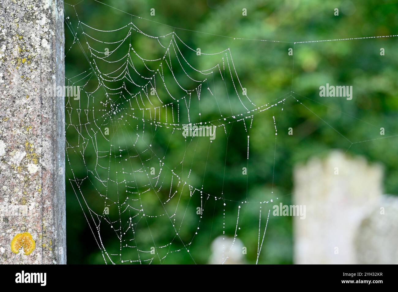 Des gouttes de rosée sur une toile d'araignée dans un cimetière. Octobre, Kent, Royaume-Uni Banque D'Images