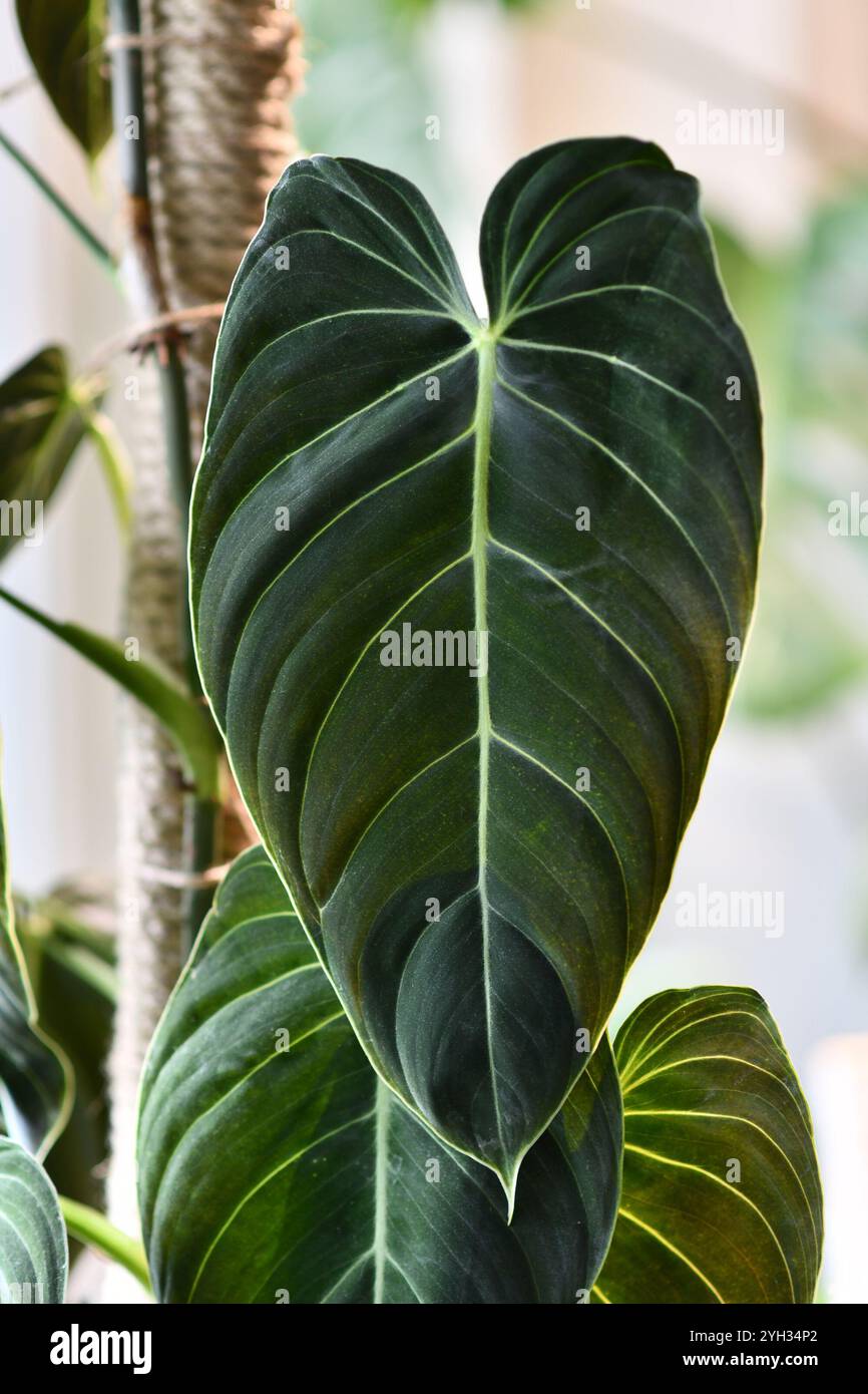 Gros plan sur une longue feuille sombre de la plante d'intérieur tropicale Philodendron Melanochrysum Banque D'Images