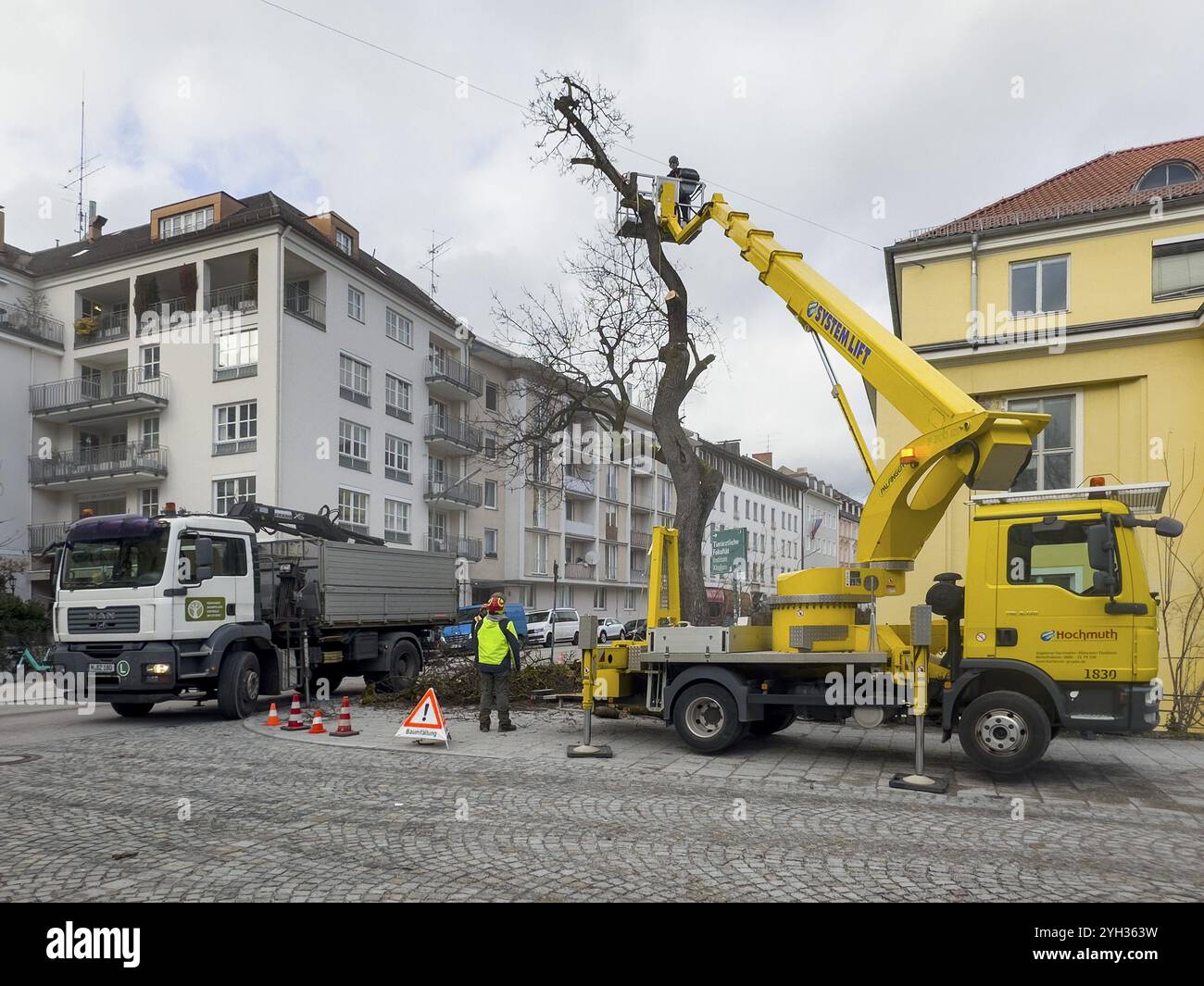 Travail des arbres, Koeniginstrasse, Munich, Bavière, Allemagne, Europe Banque D'Images
