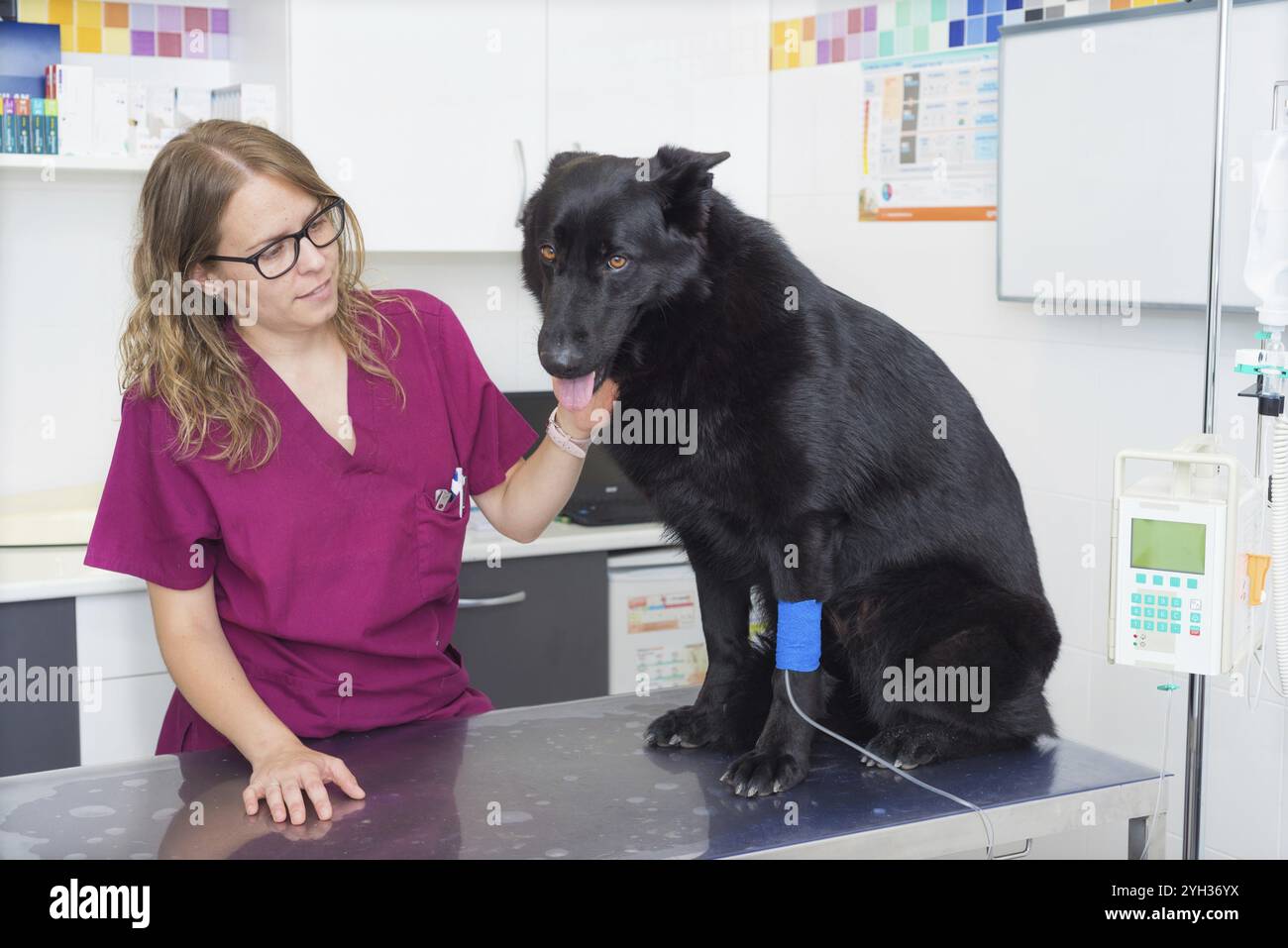 Chien dans une clinique vétérinaire pour une perfusion intraveineuse Banque D'Images