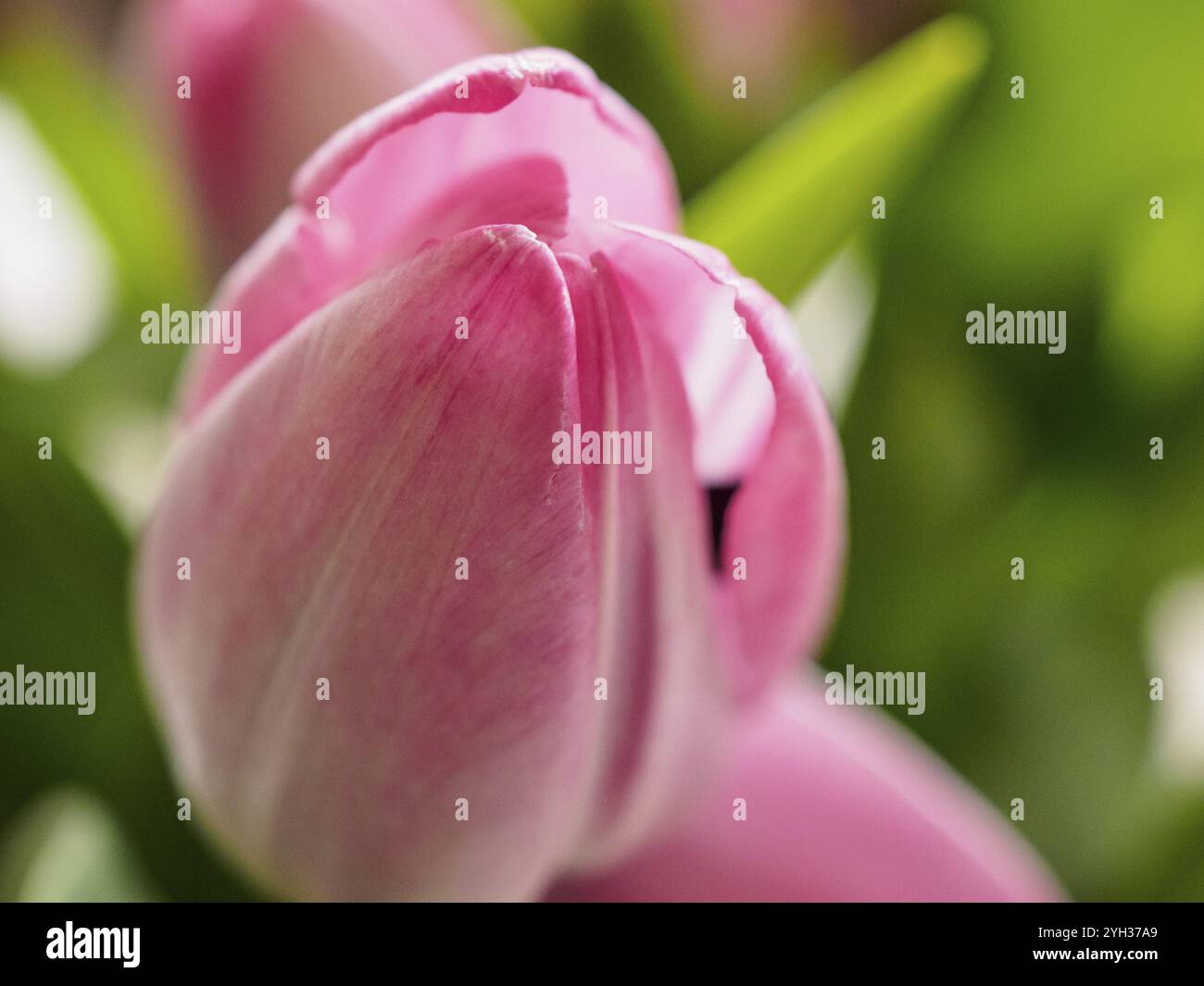 Fleur rose en début de floraison avec fond vert dans l'atmosphère de printemps, weseke, westphalie, allemagne Banque D'Images