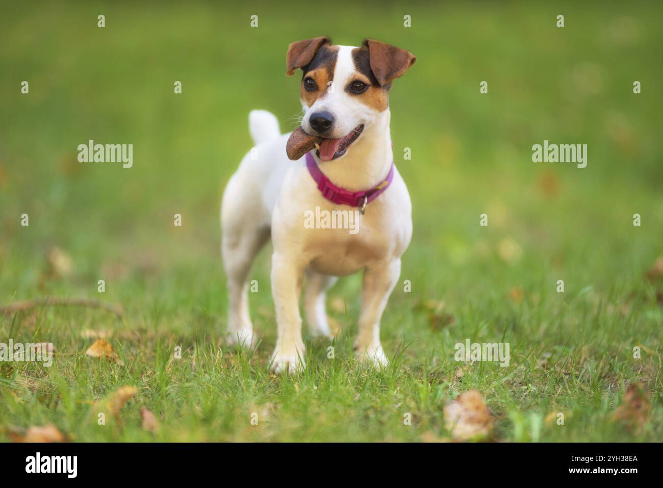 Jack Russell Terrier de chien dans le parc sur grass meadow Banque D'Images