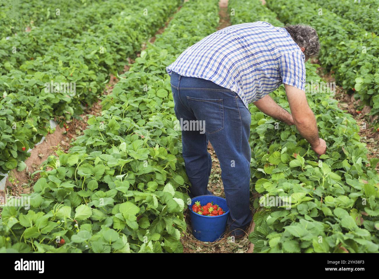 La cueillette des fraises agriculteur dans une serre Banque D'Images