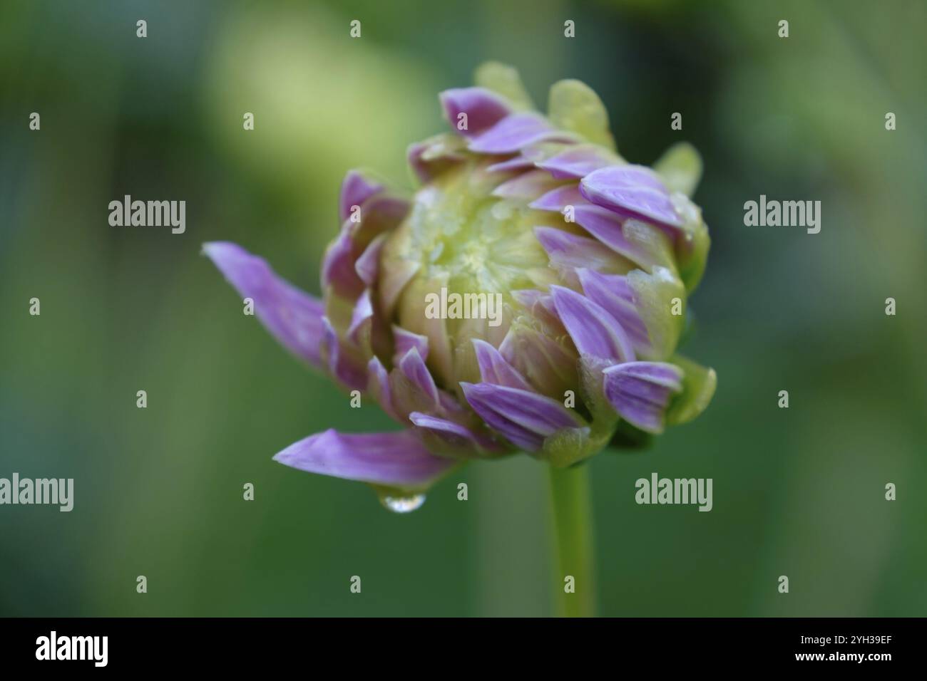 Bouton de fleur rose en gros plan avec fond vert flou, Bad zwischenahn, basse-saxe, allemagne Banque D'Images