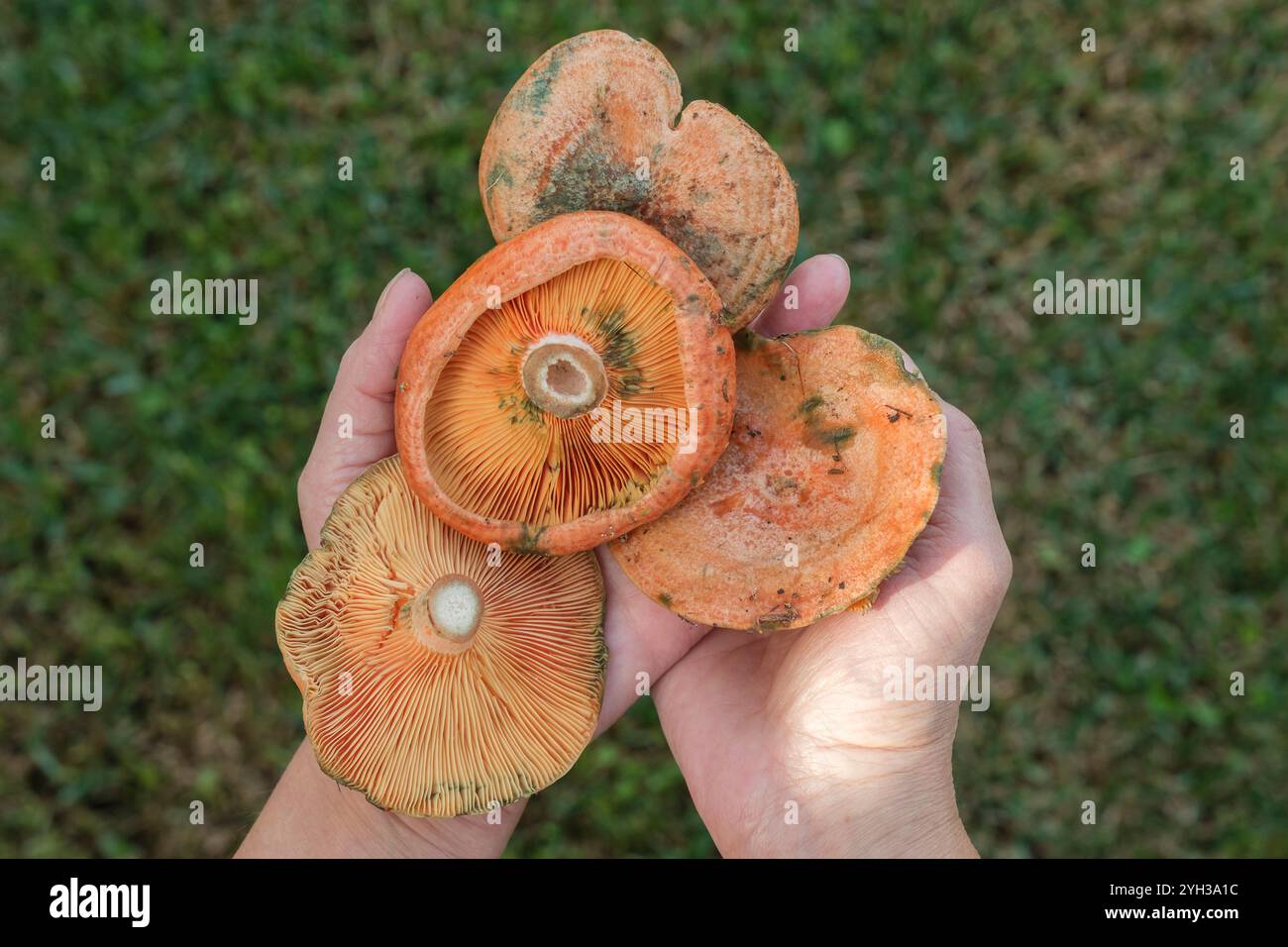 Mains avec noble irritant Banque D'Images