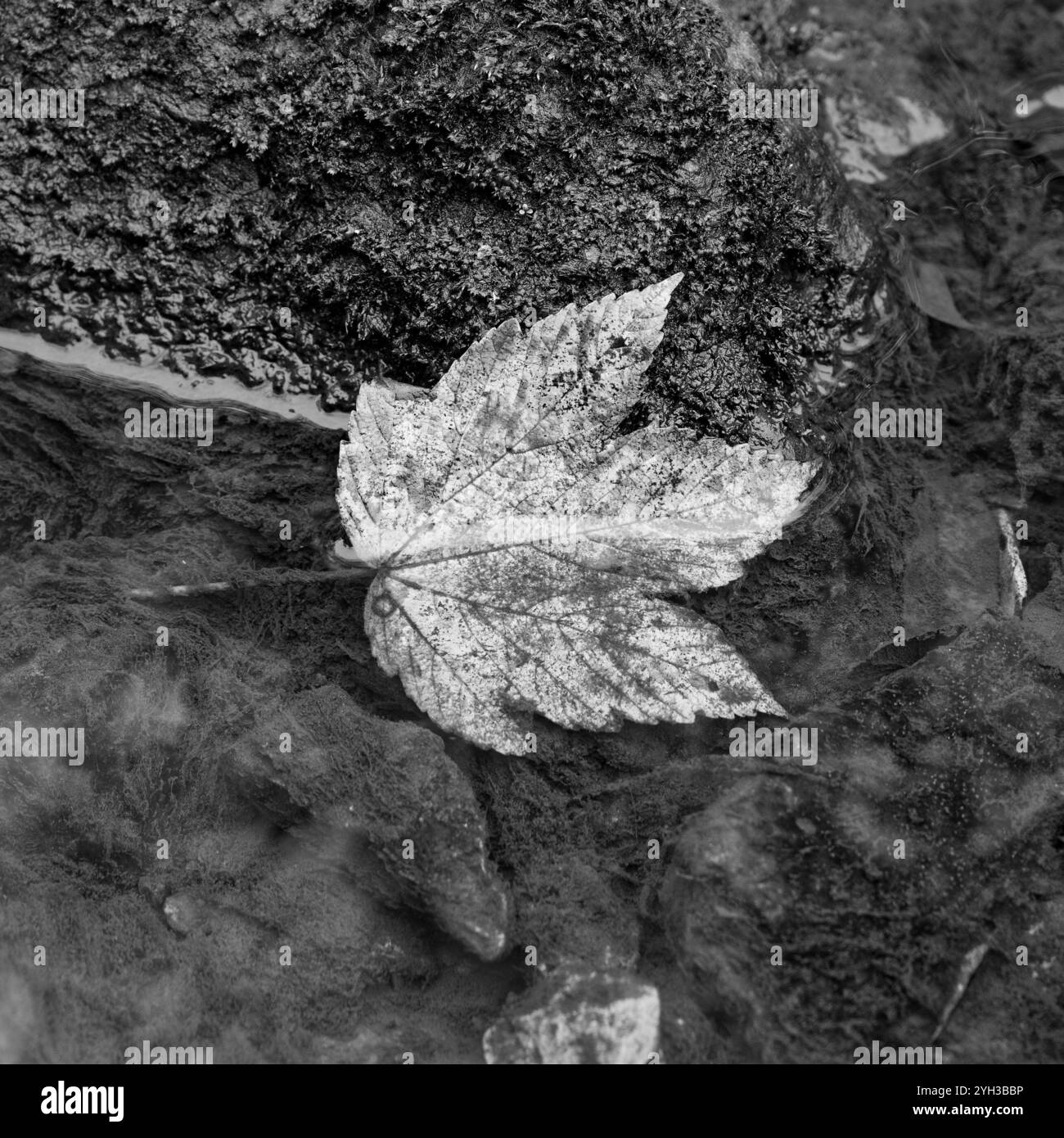 Feuille d'automne unique dans l'eau claire Banque D'Images