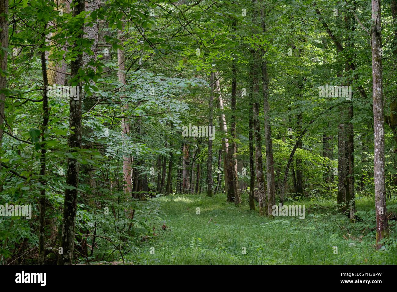 Les feuillus printemps stand vierge avec de vieux arbres en arrière-plan, la forêt de Bialowieza, Pologne, Europe Banque D'Images