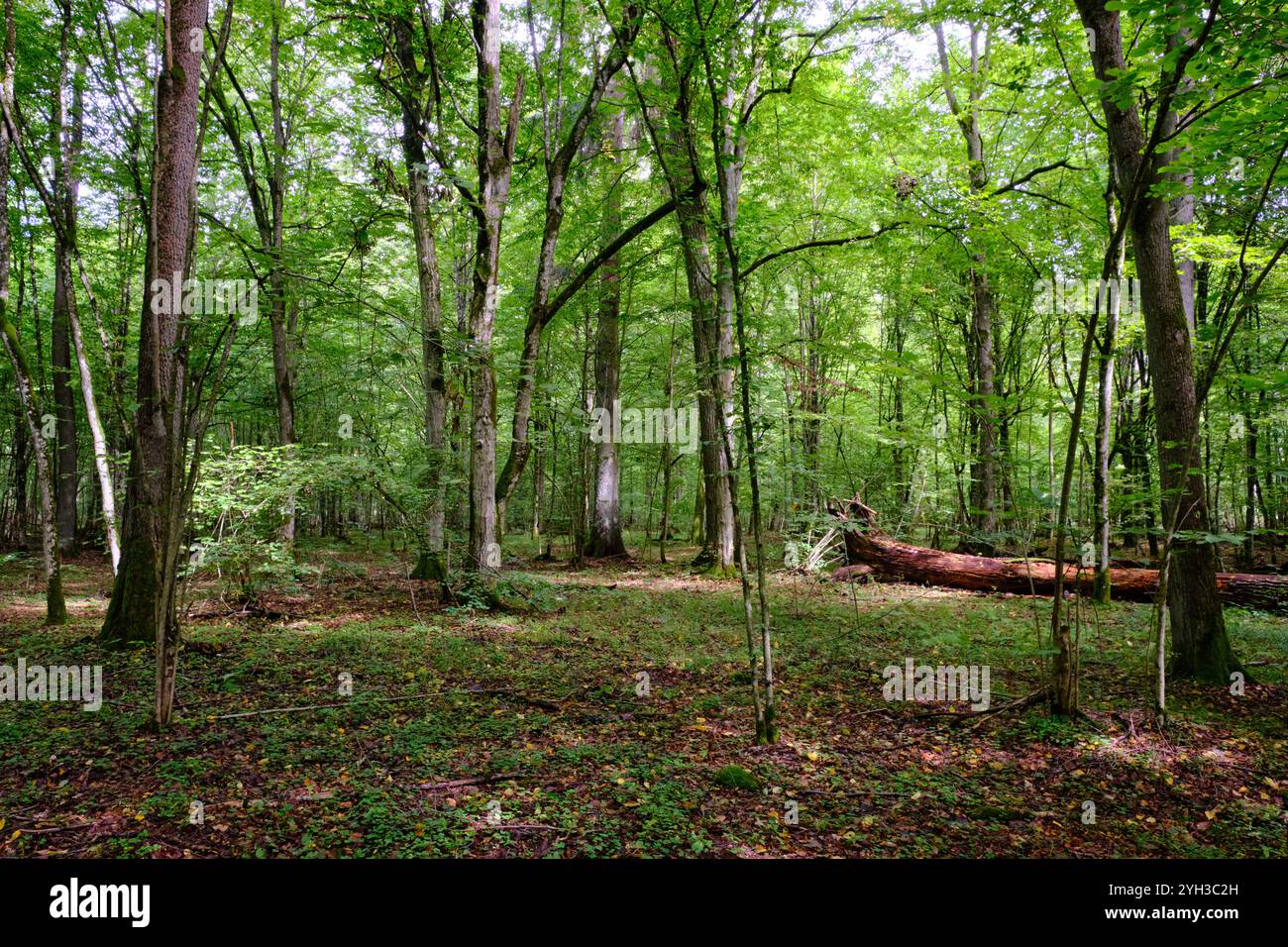 Peuplement d'arbres à feuilles caduques d'été avec des arbres morts cassés pourrissant, forêt de Bialowieza, Pologne, Europe Banque D'Images