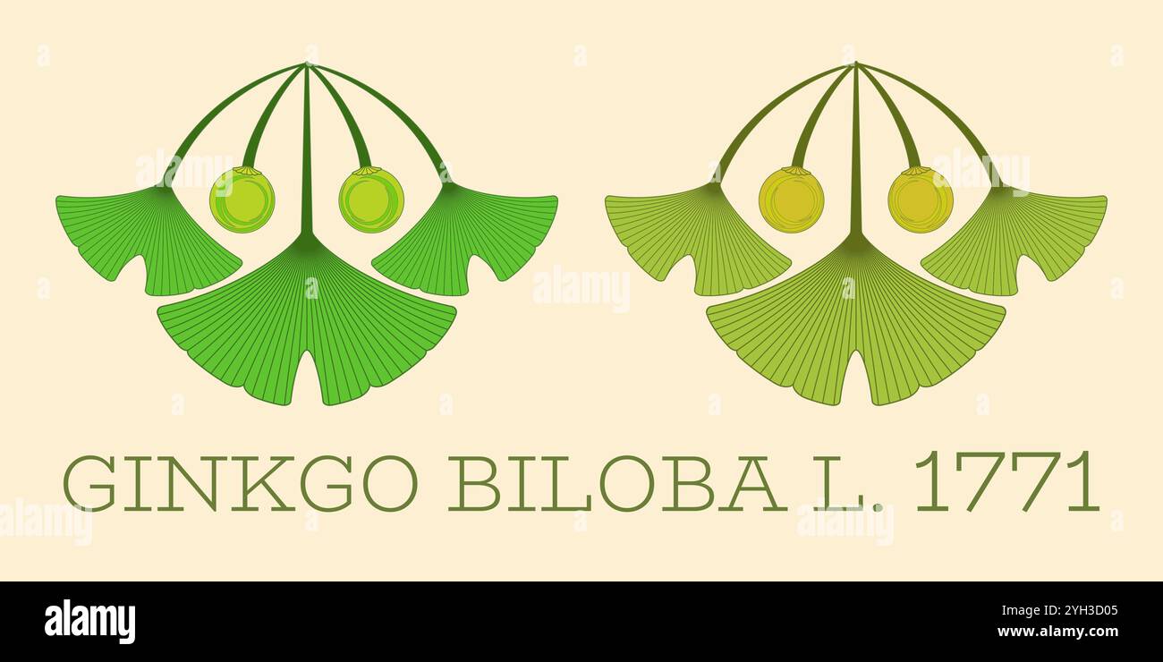 Ensemble d'illustrations vectorielles de feuilles et de fruits de ginkgo biloba utilisant la méthode de la géométrie sacrée. Illustration de Vecteur