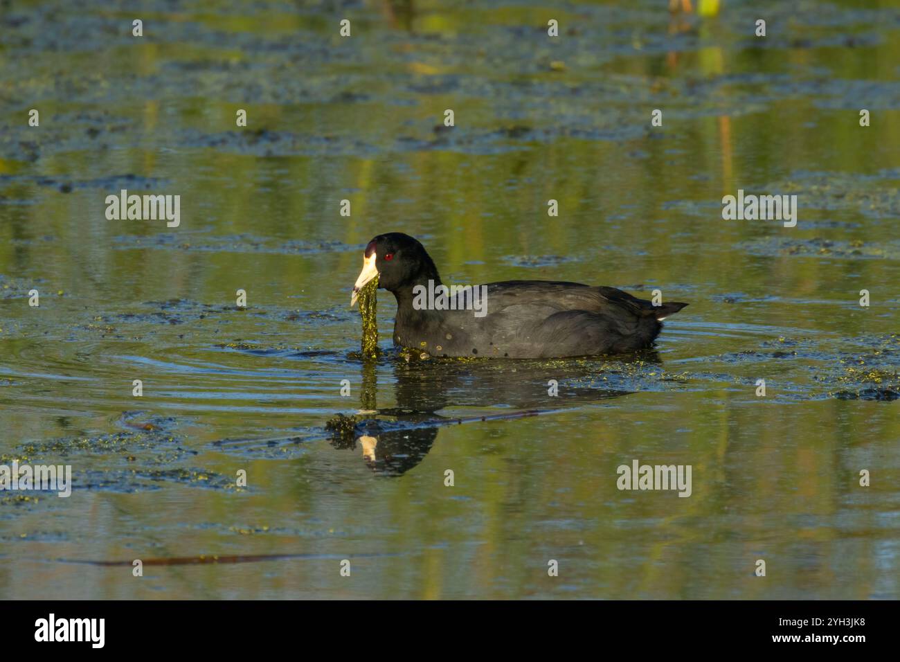 Coot d'Amérique (Fulica americana), terres humides de Fernhill, Forest Grove, Oregon Banque D'Images