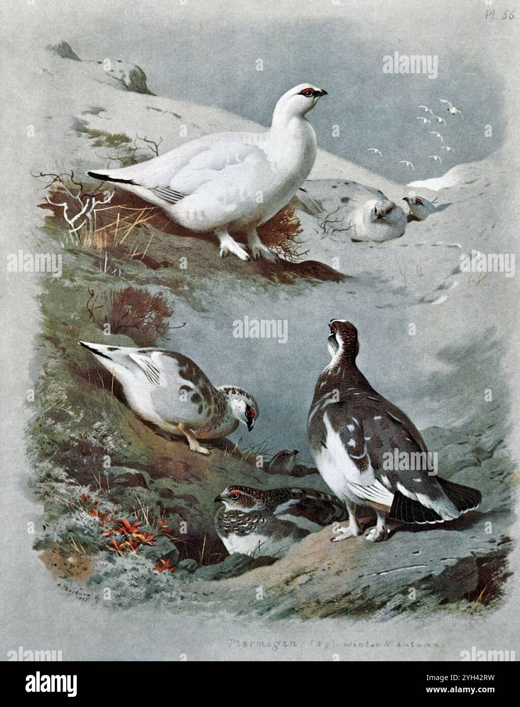 Ptarmigan (Lagopus muta) avec plumage d'hiver et d'été, illustration d'aquarelle vintage de 1915. Original de l'artiste écossais Archibald Thorburn. Banque D'Images