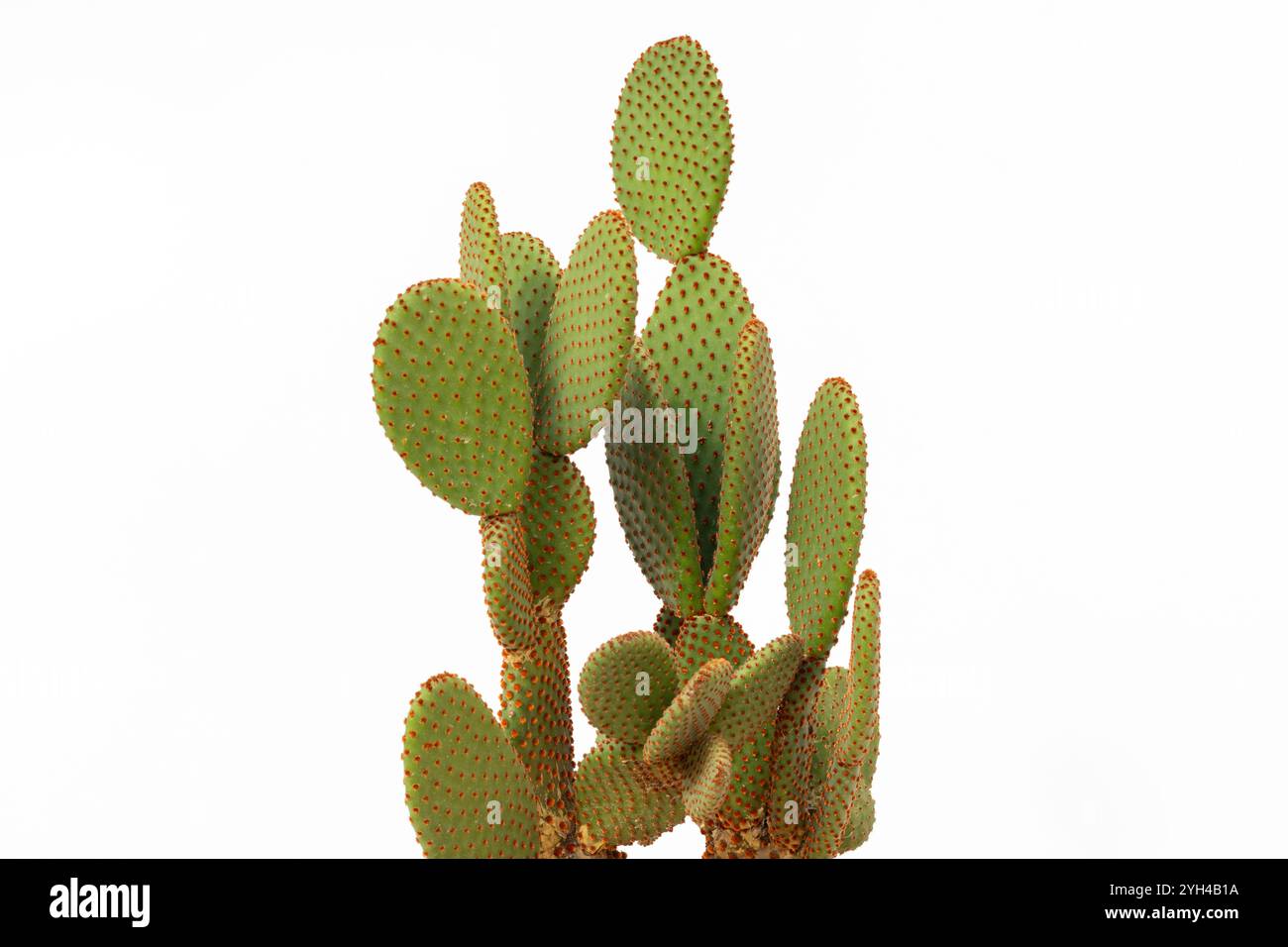 Gros plan de Opuntia Microdasys Cactus avec des tampons rouges piquants Banque D'Images