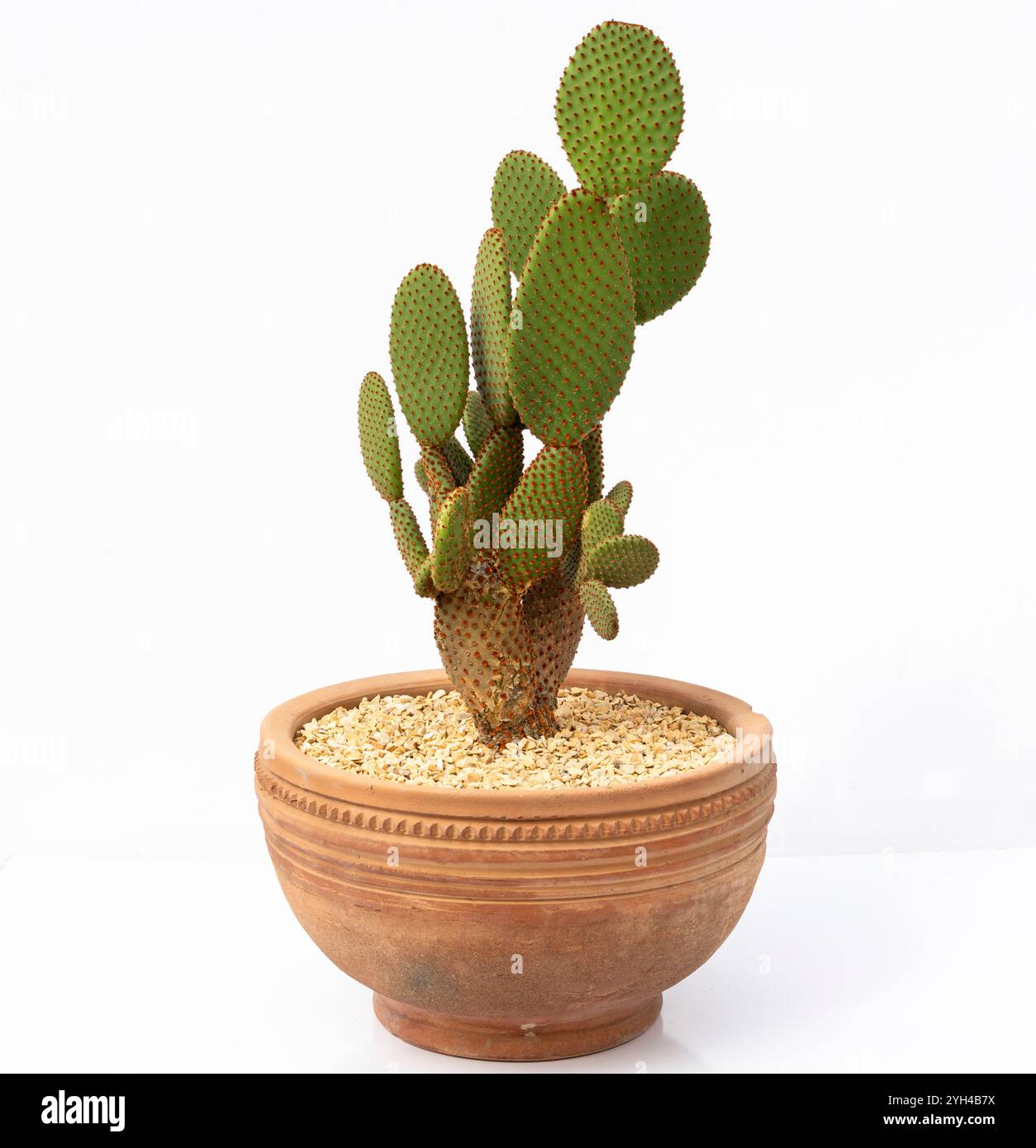 Orange Bunny Ears cactus Opuntia microdasys plante dans un pot en argile sur un fond blanc isolé Banque D'Images