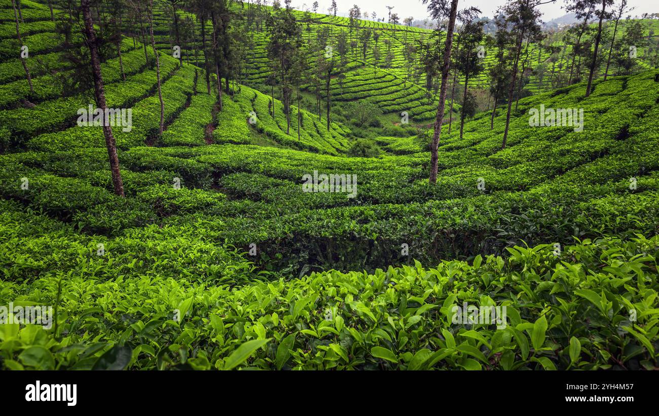 Les plantations de thé à Munnar, Kerala, Inde Banque D'Images