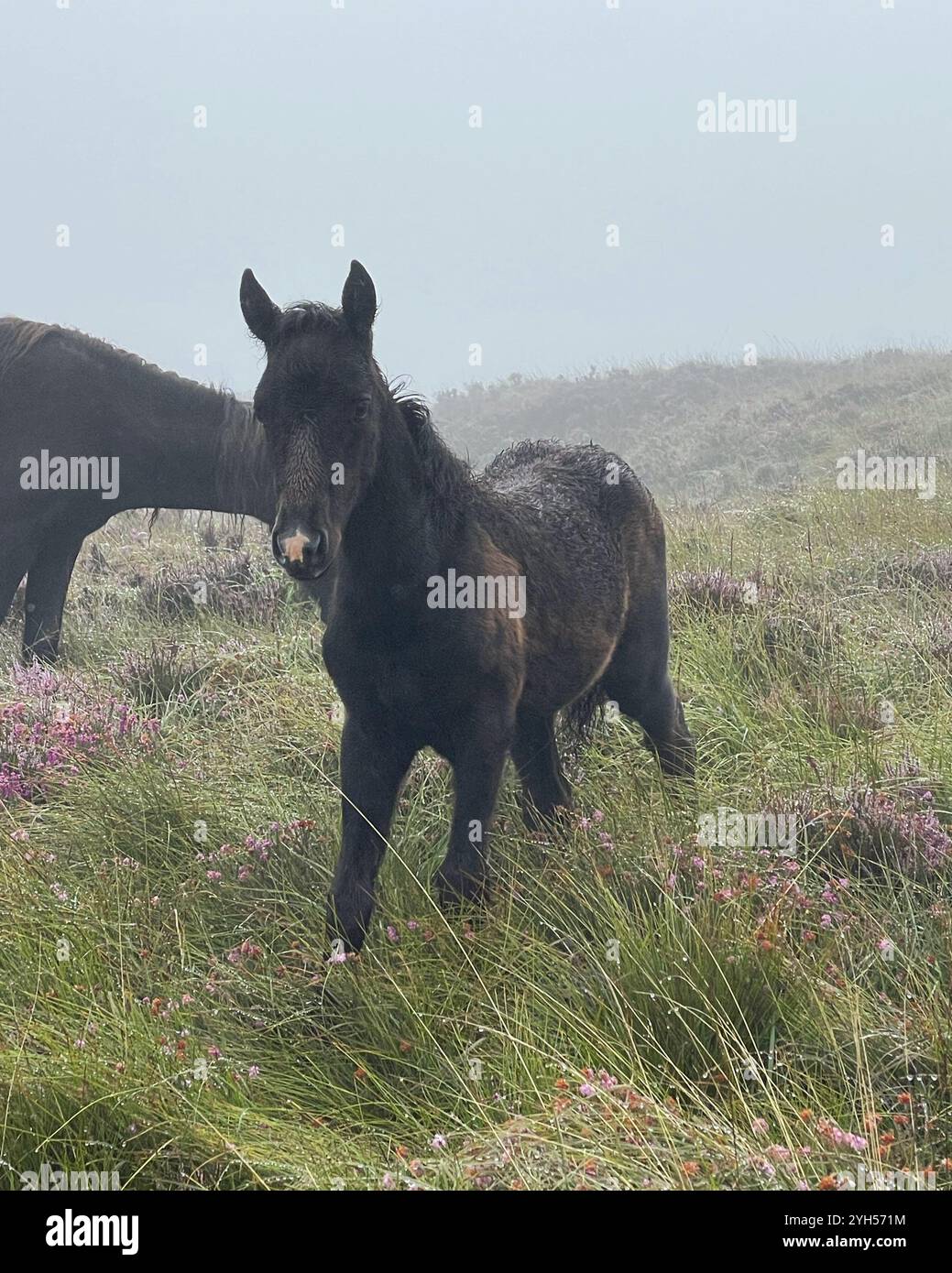 Poney Eriskay avec sa maman Banque D'Images