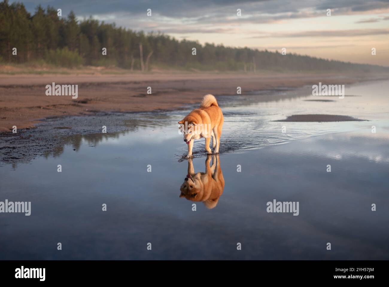 Chien shiba inu rouge se promène sur la plage de la mer Baltique Banque D'Images