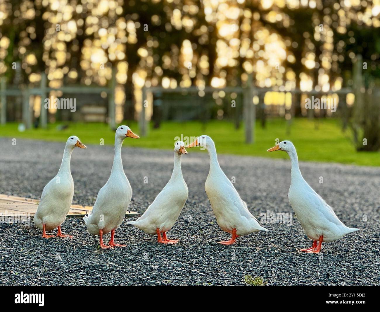 Canards dans une rangée : cinq canards à la ferme - Image de stock capturée avec un smartphone Canards dans une rangée : cinq canards à la ferme - Image de stock capturée avec un smartphone