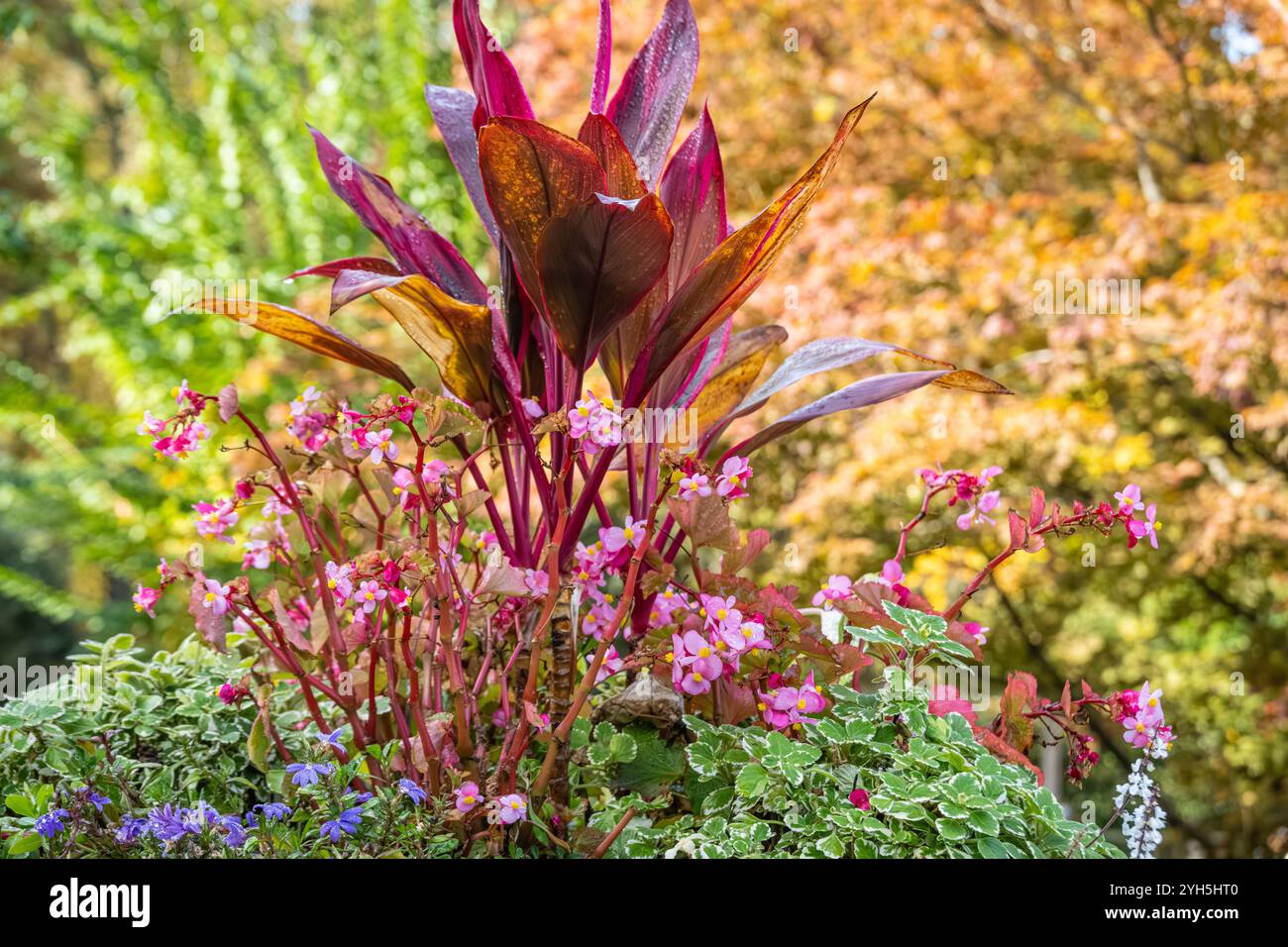 Couleur d'automne à Gibbs Gardens à Ball Ground, Géorgie. (ÉTATS-UNIS) Banque D'Images
