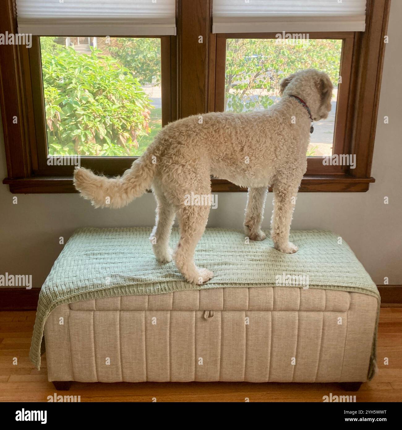 Une endoodle d'or regarde par la fenêtre de sa maison. Banque D'Images