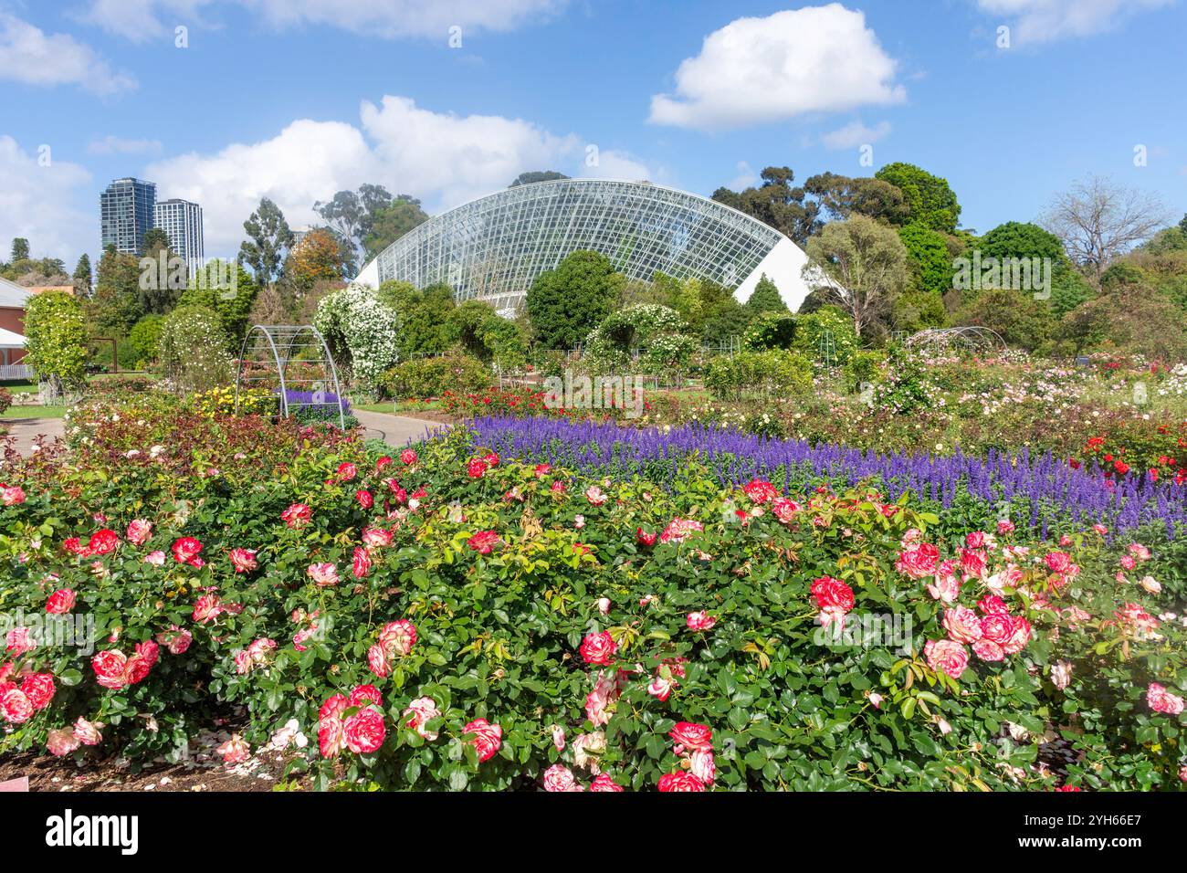 Roseraie internationale et conservatoire du Bicentenaire, jardin botanique d'Adélaïde, North Terrace, Adélaïde, Australie méridionale, Australie Banque D'Images