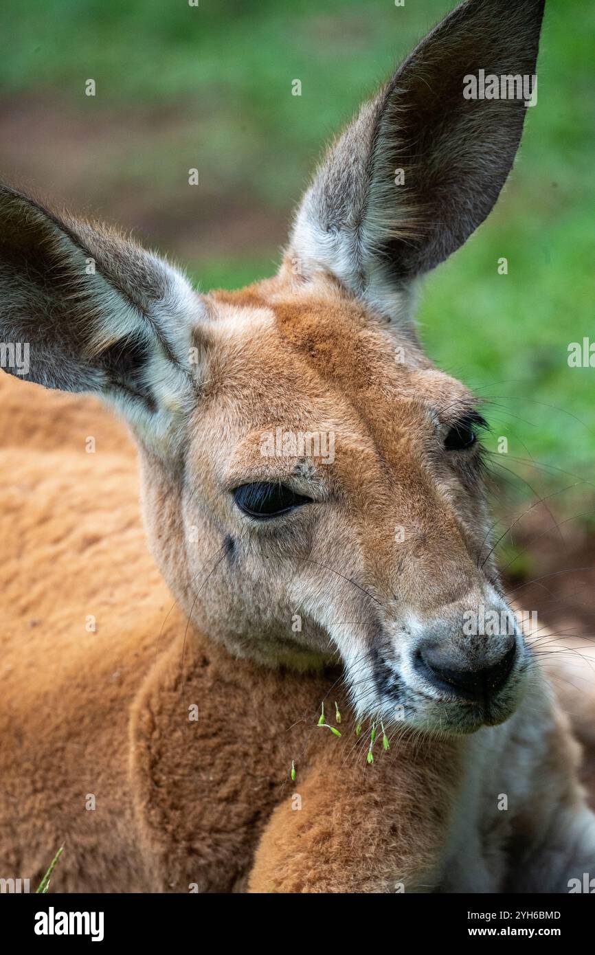 Un kangourou rouge Banque D'Images