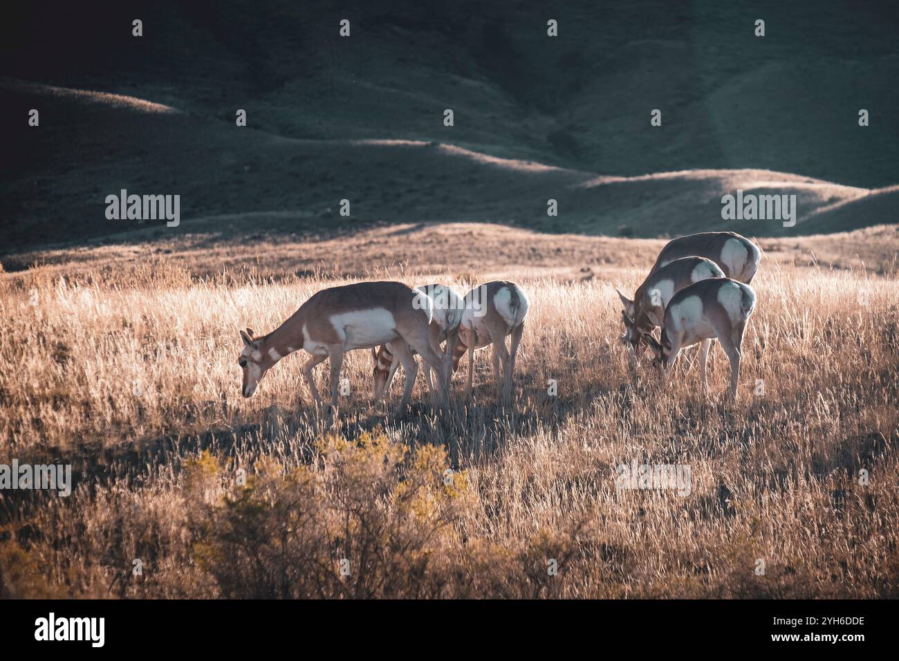 Pronghorn antilope pâturant dans un vieux cimetière de pionniers dans le parc national de Yellowstone, Montana Banque D'Images Pronghorn antilope pâturant dans un vieux cimetière de pionniers dans le parc national de Yellowstone, Montana Banque D'Images