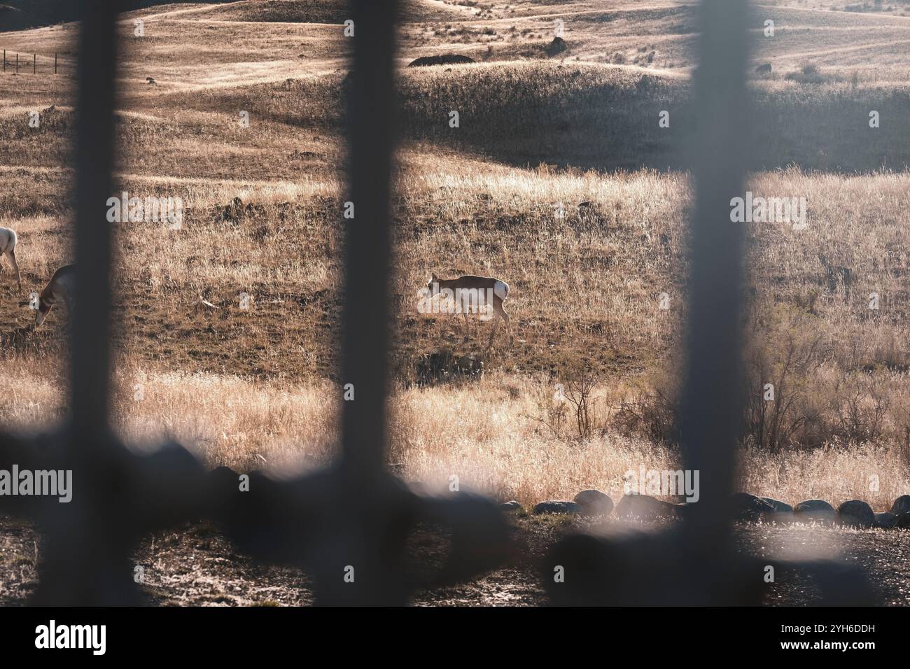 Pronghorn antilope pâturant dans un vieux cimetière de pionniers dans le parc national de Yellowstone, Montana Banque D'Images Pronghorn antilope pâturant dans un vieux cimetière de pionniers dans le parc national de Yellowstone, Montana Banque D'Images