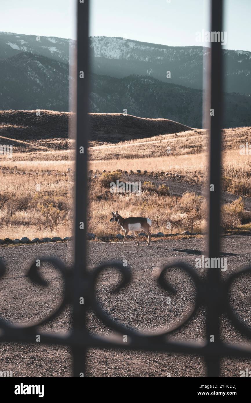 Pronghorn antilope pâturant dans un vieux cimetière de pionniers dans le parc national de Yellowstone, Montana Banque D'Images Pronghorn antilope pâturant dans un vieux cimetière de pionniers dans le parc national de Yellowstone, Montana Banque D'Images
