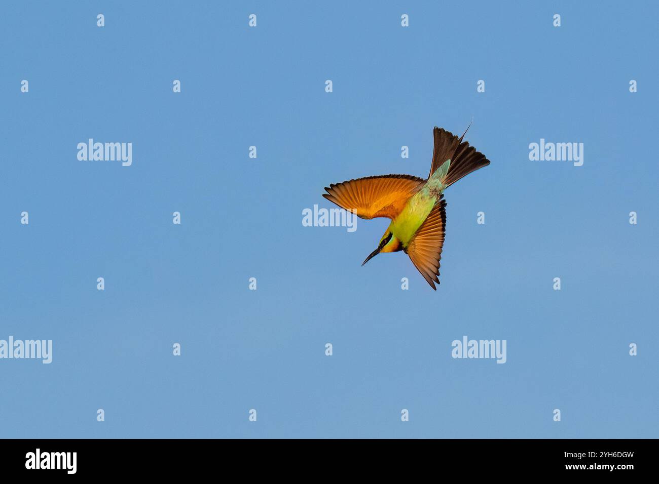 Mangeur d'abeilles arc-en-ciel (Merops ornatus) en vol contre un ciel bleu, parc national de Malkumba-Coongie Lakes, Australie méridionale, Australie Banque D'Images