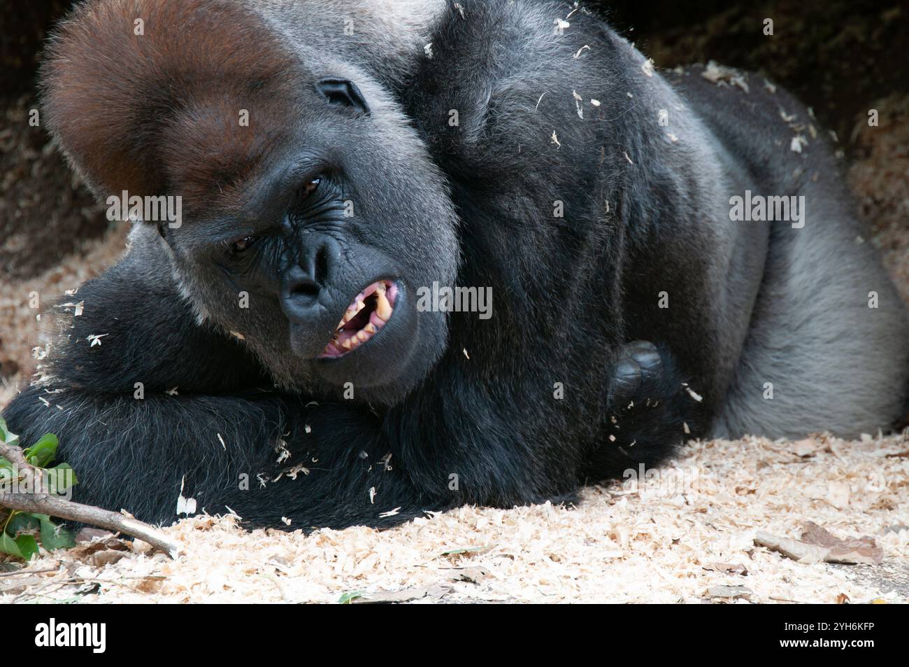 Un grand gorille des basses terres de l'Ouest, couché et argenté, montre de l'ennui et de la colère alors qu'il regarde intenté et grogne ouvertement aux visiteurs du zoo. Banque D'Images