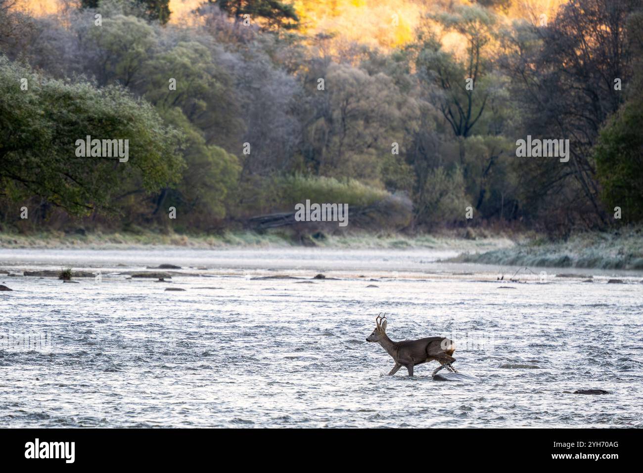 Cerf européen - Capreolus capreolus, portrait de cerf commun des forêts, des forêts et des prairies européennes, rivière San, Pologne. Banque D'Images
