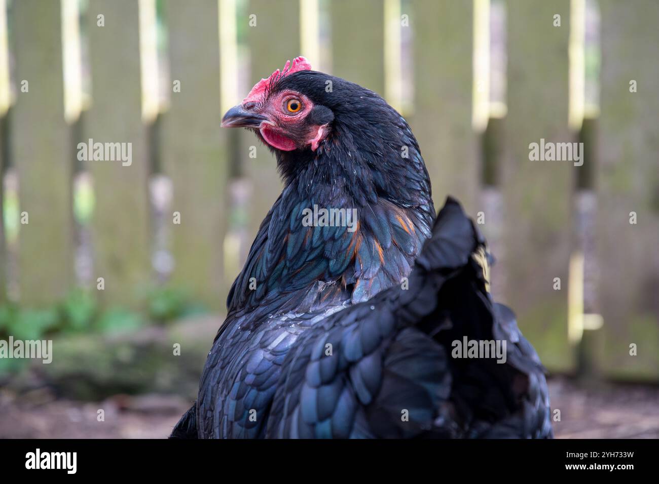 Poulet noir Cochin debout sur l'herbe dans une cour de ferme. Cette grande race patrimoniale moelleuse est connue pour ses pattes à plumes et son tempérament calme. Un beauti Banque D'Images
