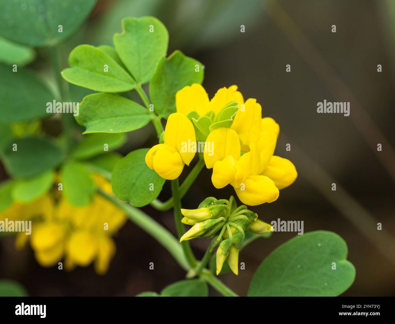 Fleurs de pois jaunes du sous-arbuste à feuilles persistantes Coronilla valentina ssp. les glauca sont transportés sur une longue période Banque D'Images