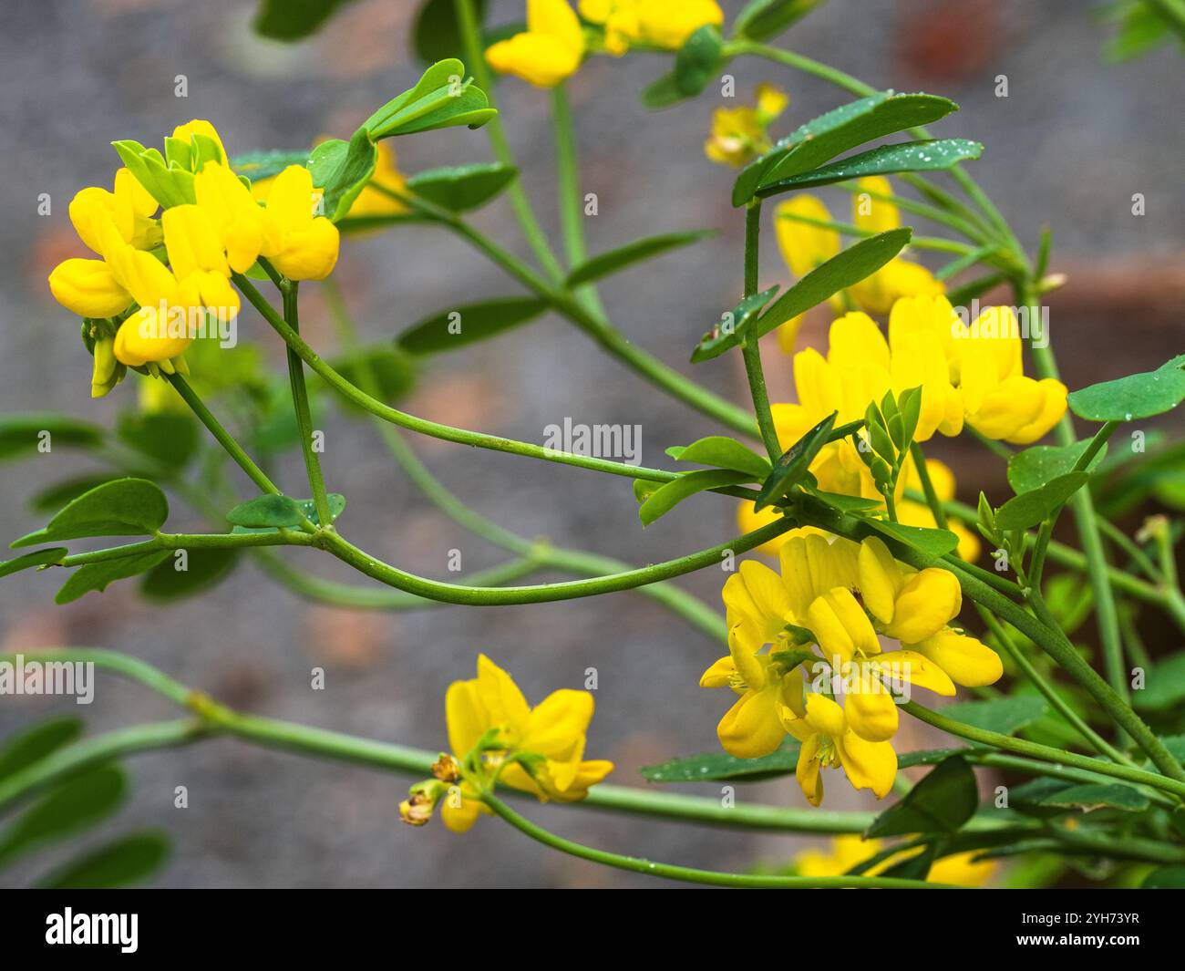 Fleurs de pois jaunes du sous-arbuste à feuilles persistantes Coronilla valentina ssp. les glauca sont transportés sur une longue période Banque D'Images
