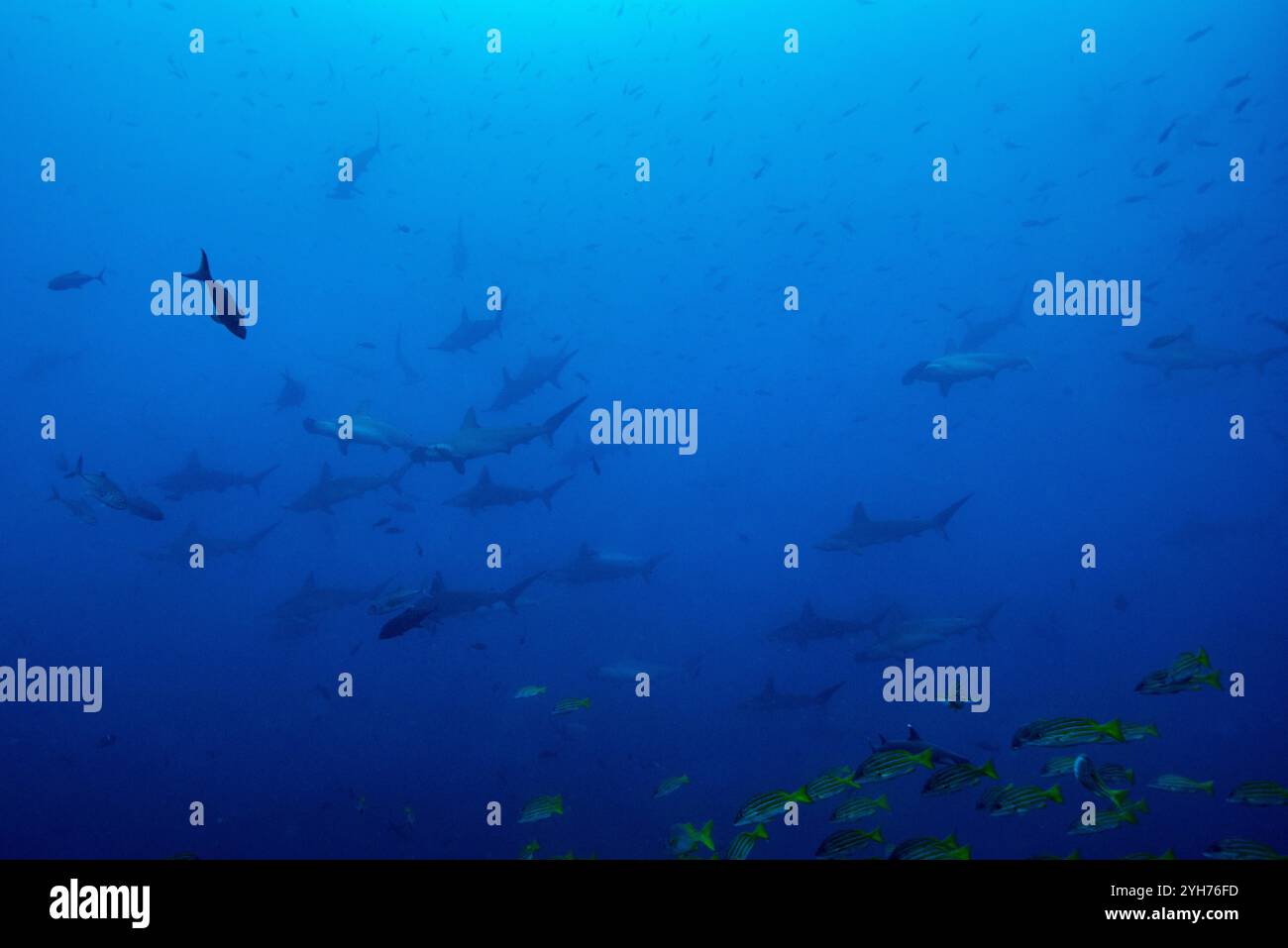 Hammerhead Sharks Cocos Island Banque D'Images