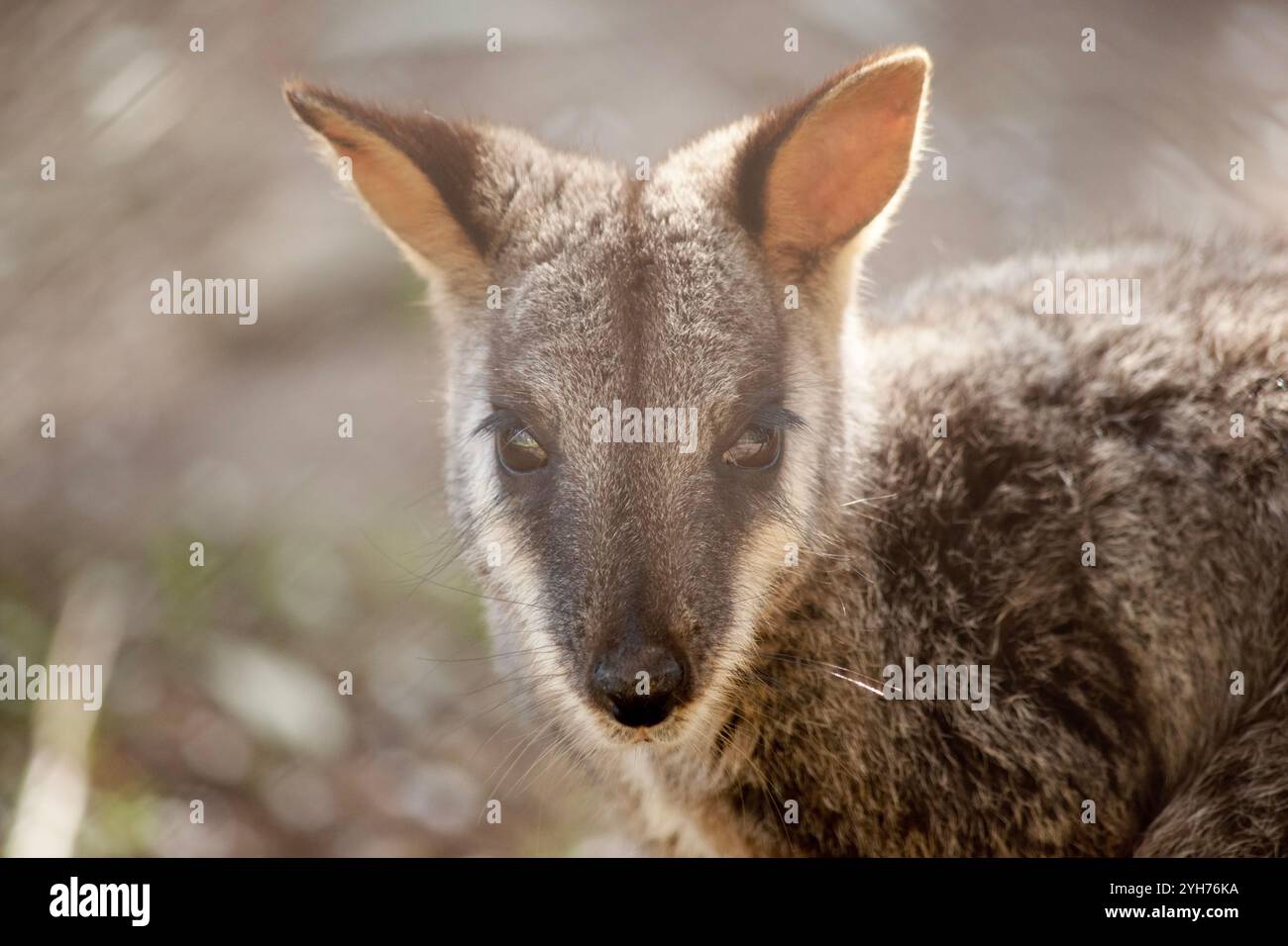 Le rocher wallaby à queue brisée méridionale a une longue queue sombre caractéristique qui est plus ardue vers la pointe. Banque D'Images