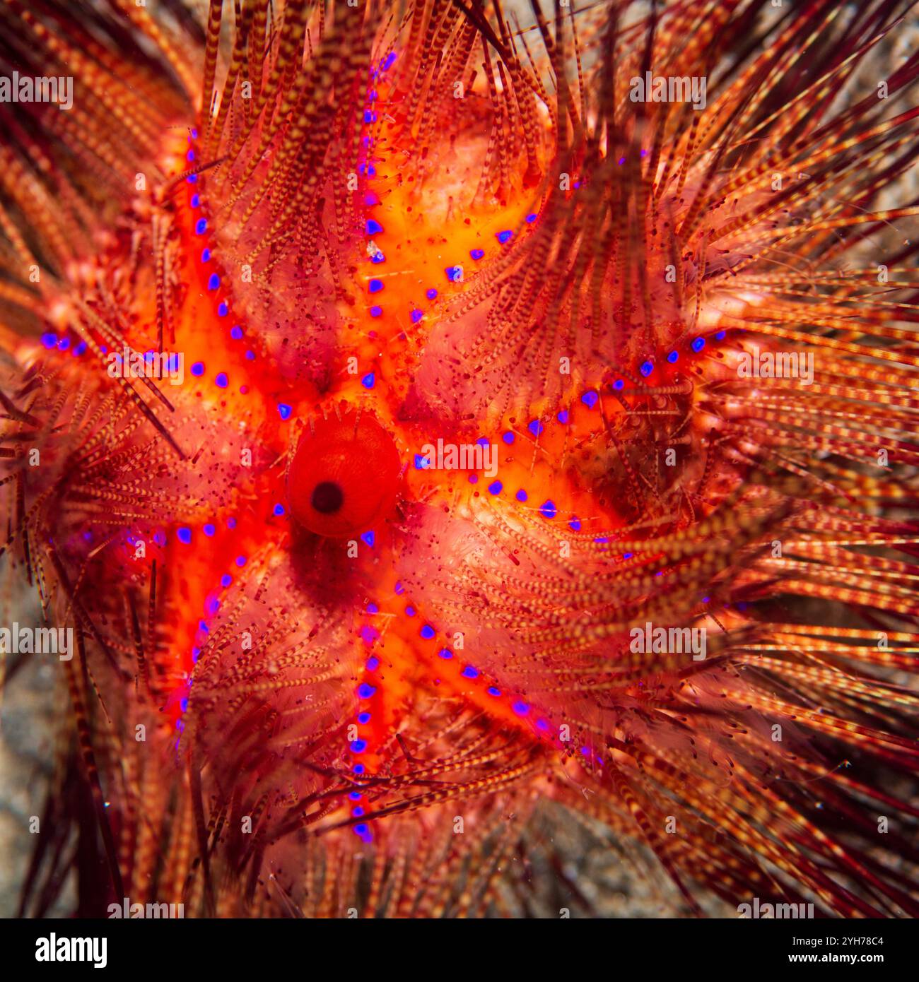 Oursin Dauin Philppines Banque D'Images