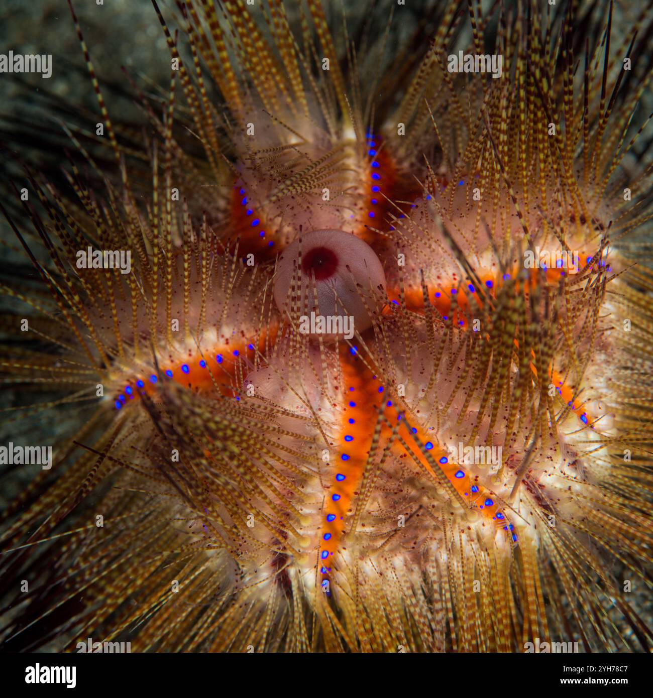 Oursin Dauin Philppines Banque D'Images