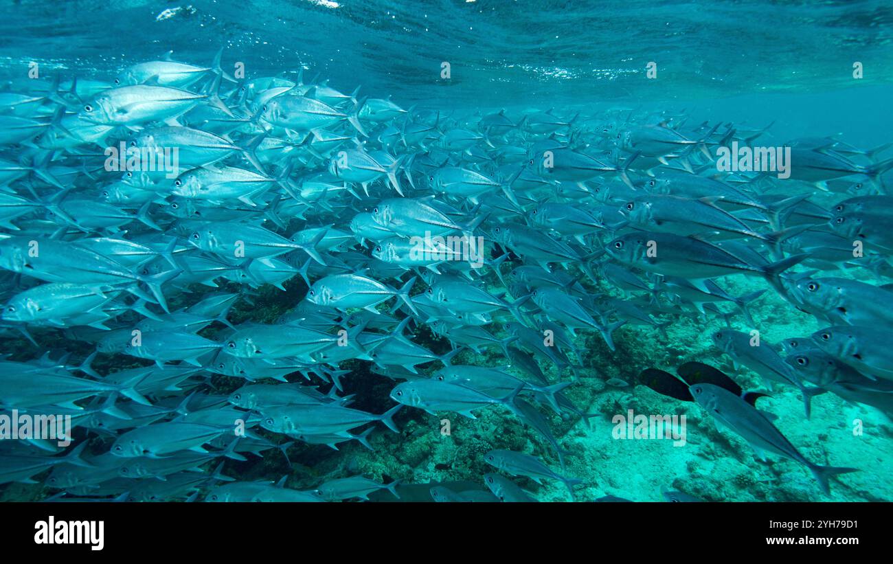 Shoal au bord du récif Sipidan Banque D'Images